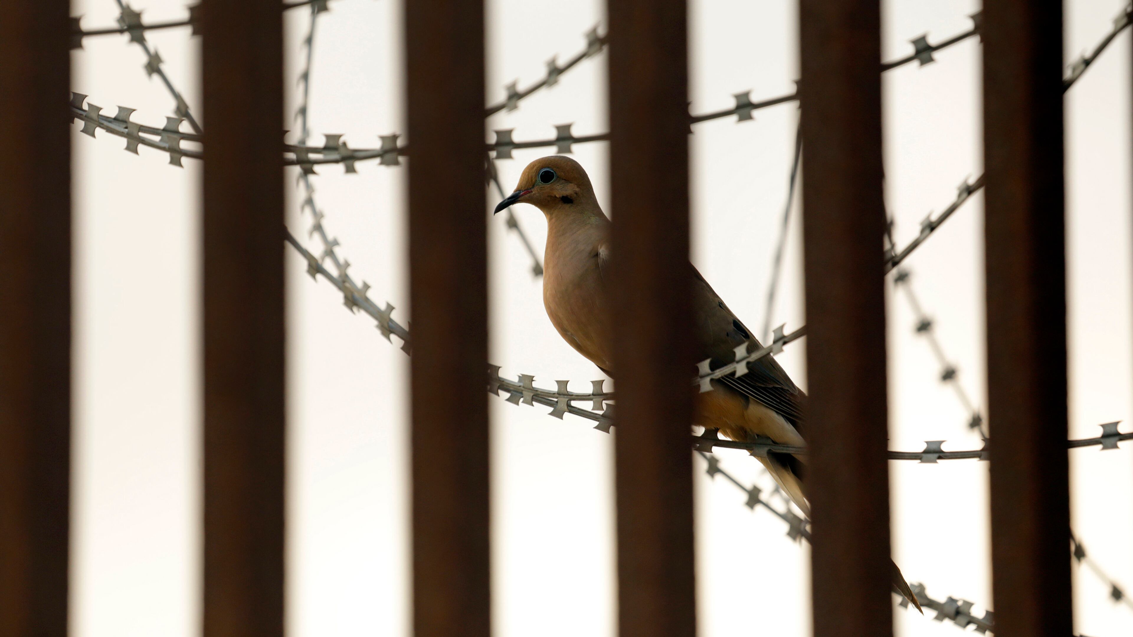 Georgia game wardens confiscated 157 doves from an illegal hunt in the southeast part of the state, state wildlife officials said. (Carolyn Cole/Los Angeles Times/TNS)