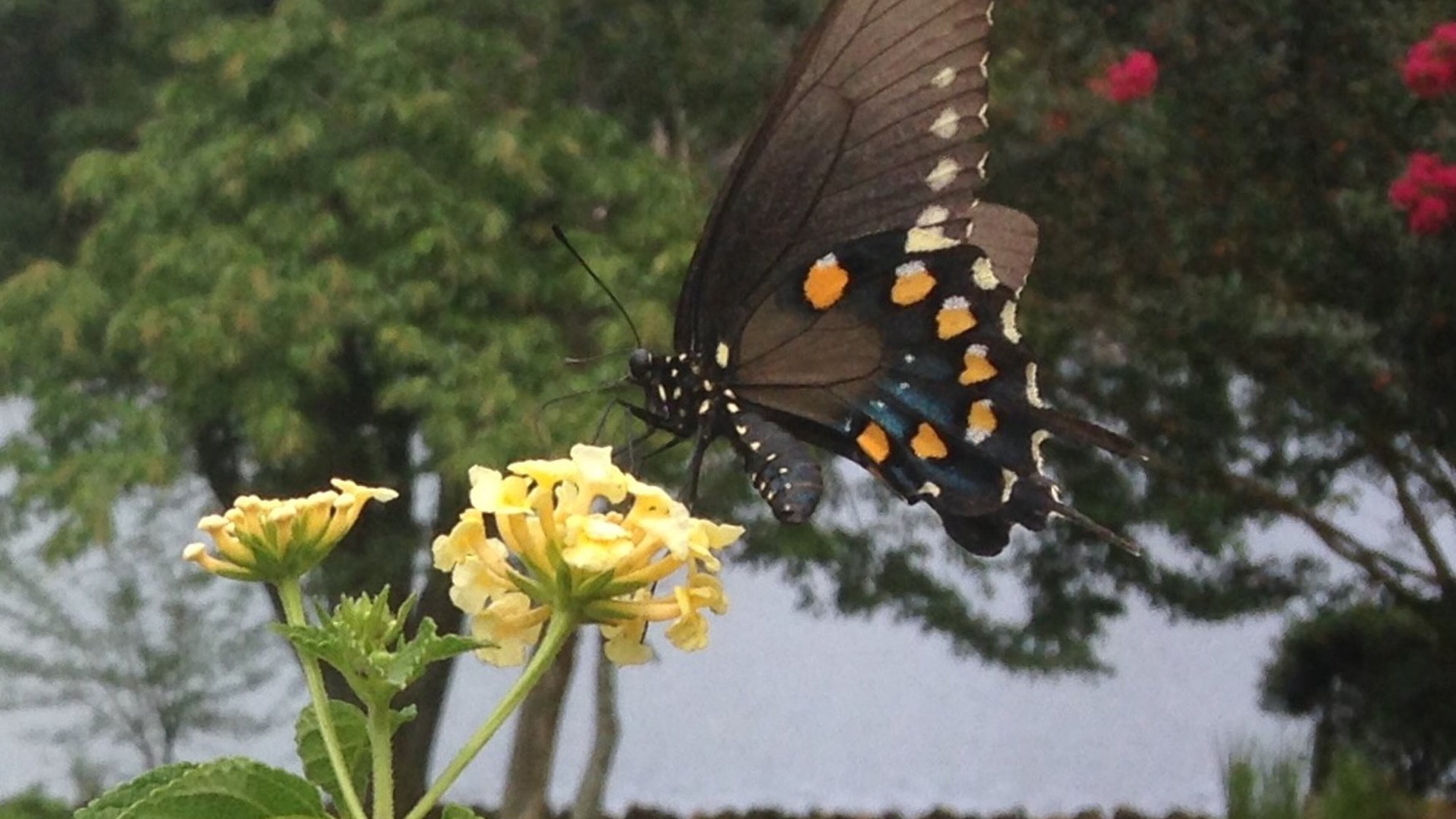 Anna Holloway of Newnan took this picture of a beautiful black butterfly in the spring. “She was enjoying my yellow lantana, ” she wrote. Many gardening experts consider lantanas an easy flower to grow. These verbena-like flowers have long since been admired for their extended bloom time. There are several varieties available that offer a multitude of colors. Depending on the region and type grown, lantana plants can be treated as annuals or perennials. Grow lantana flowers in the garden or in containers. Trailing varieties can even be grown in hanging baskets. Lantanas also make a great choice for those wishing to attract butterflies and hummingbirds to the garden.