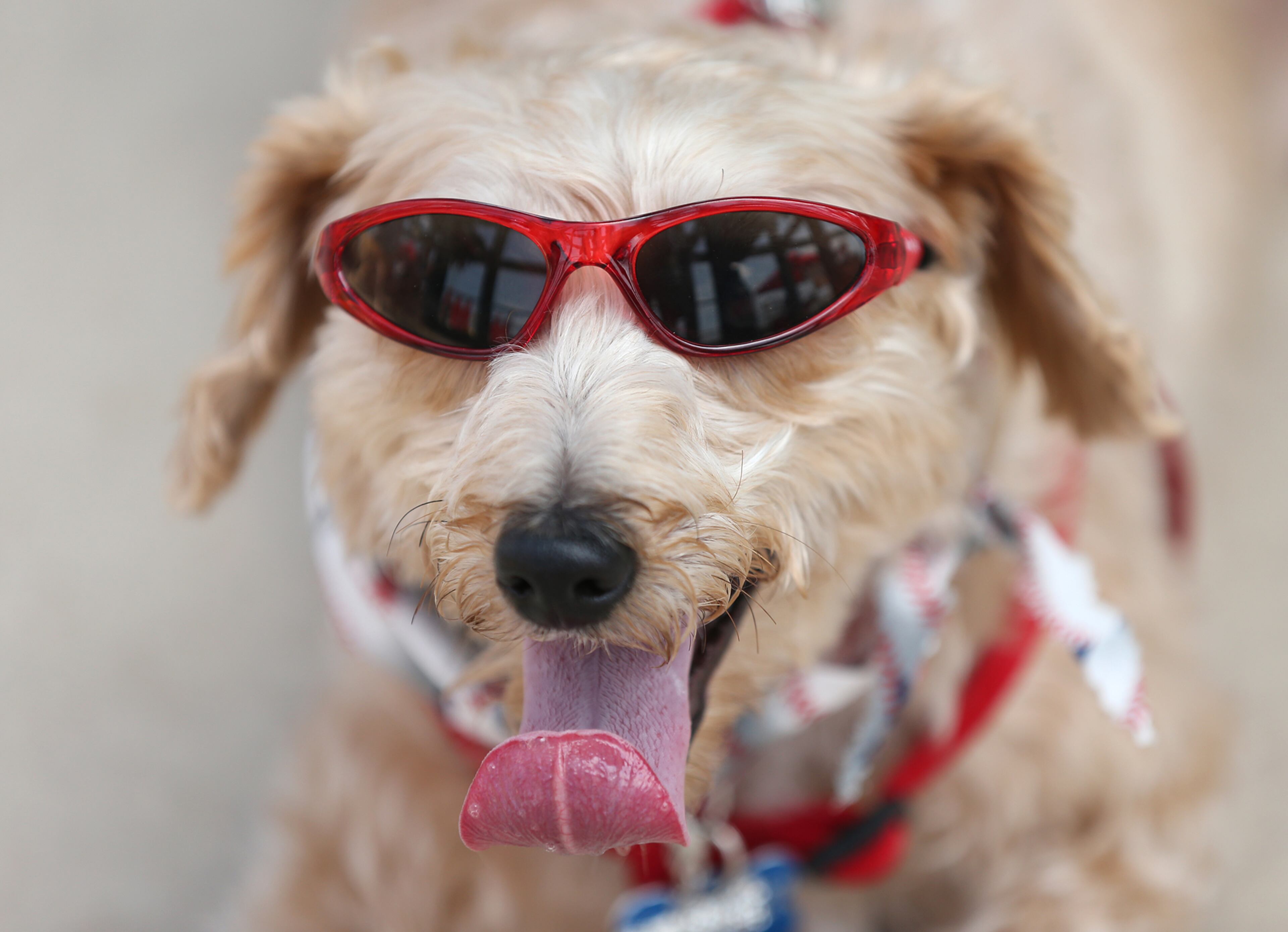 Buster of Huntsville, AL, sports his shades for Bark in the Park at Turner Field during the Braves' finale in a three-game set against the Phillies on Sunday, Sept. 20, 2015, in Atlanta. Curtis Compton / ccompton@ajc.com