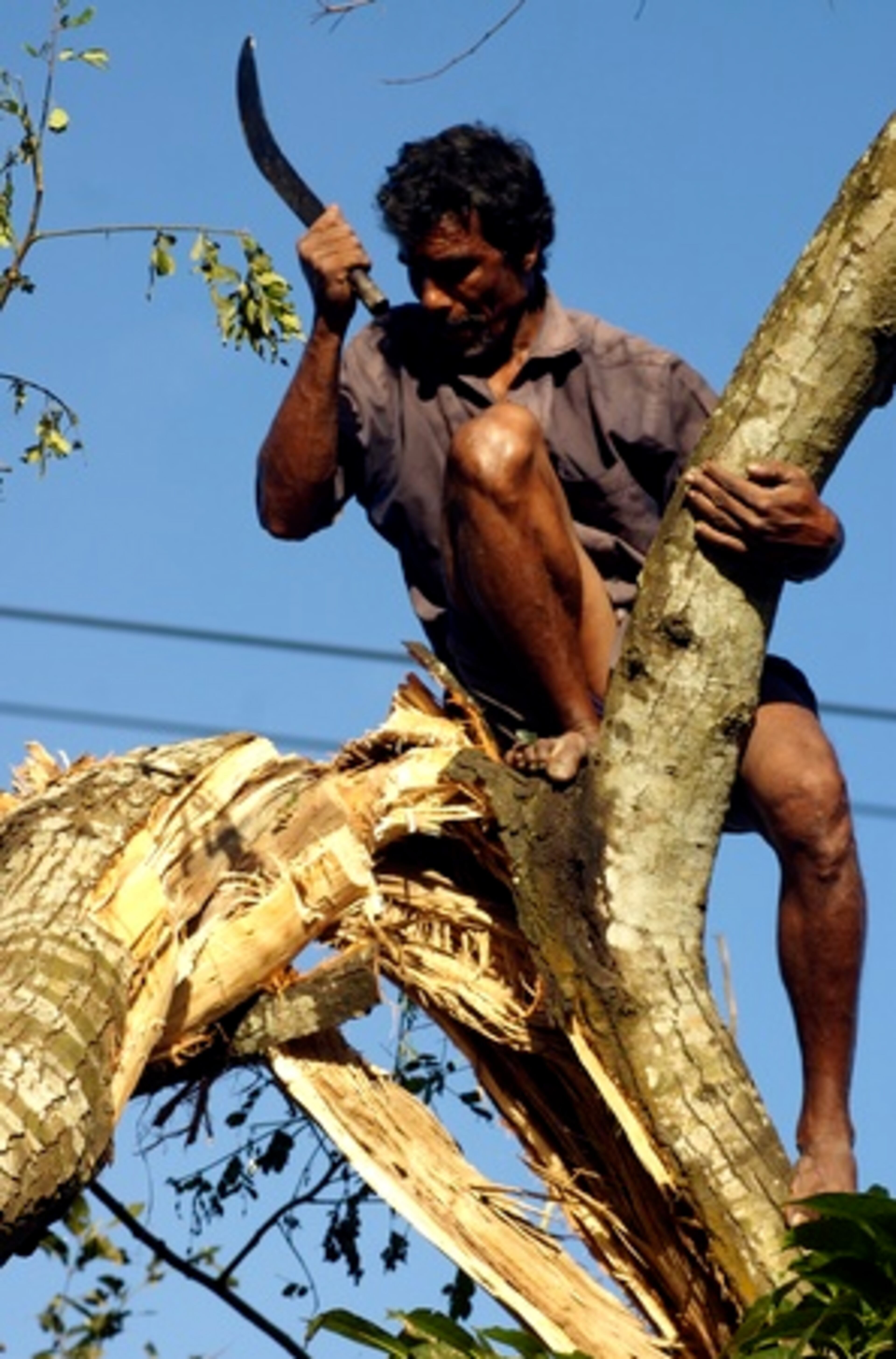 A man cuts down the top of a wind-damaged tree near Batajor.