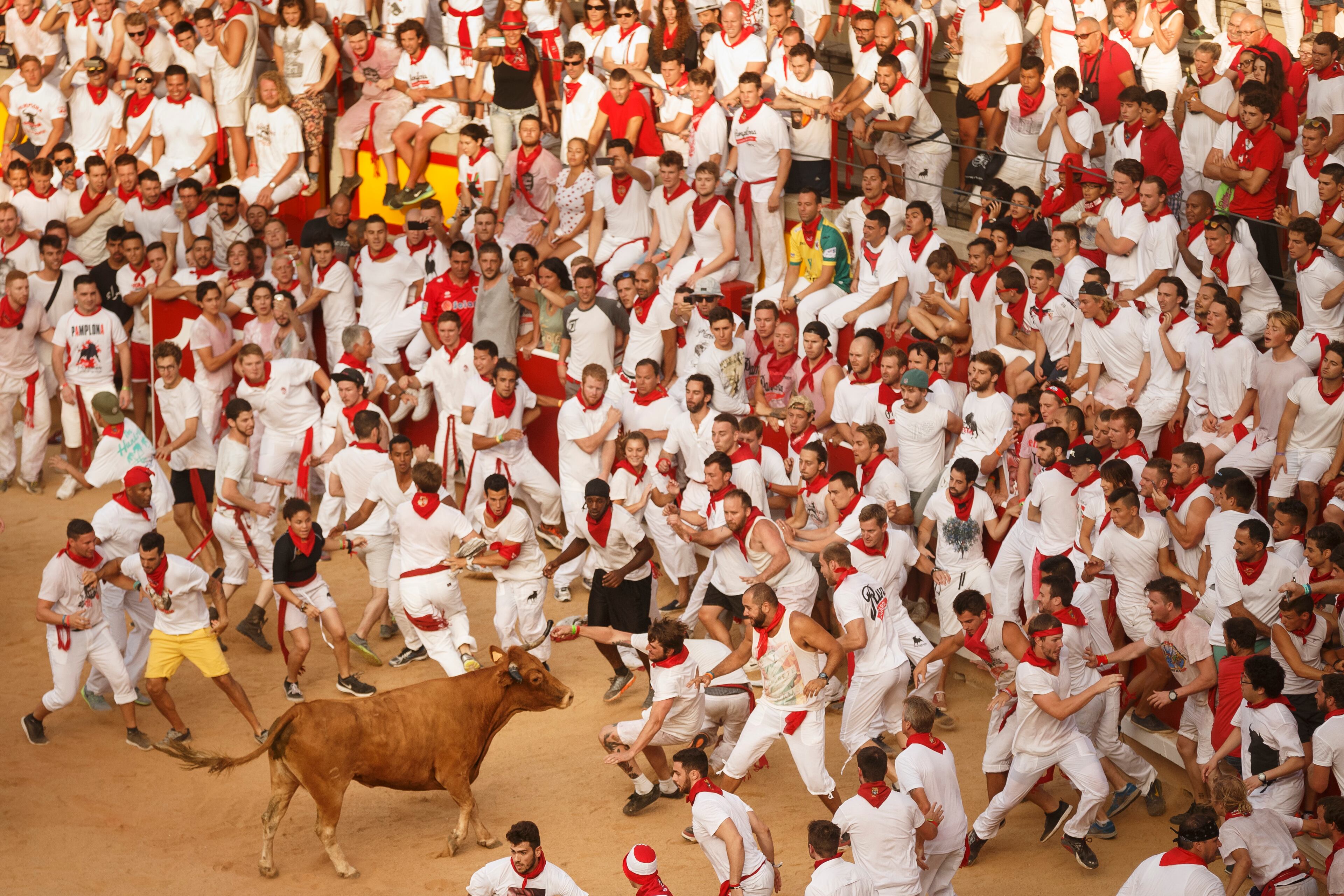 A reveler is tossed by a cow with dull horns during a celebration held at the bullring after the running of the bulls of the San Fermin festival in Pamplona, Spain, Tuesday, July 7, 2015. (AP Photo/Daniel Ochoa de Olza)