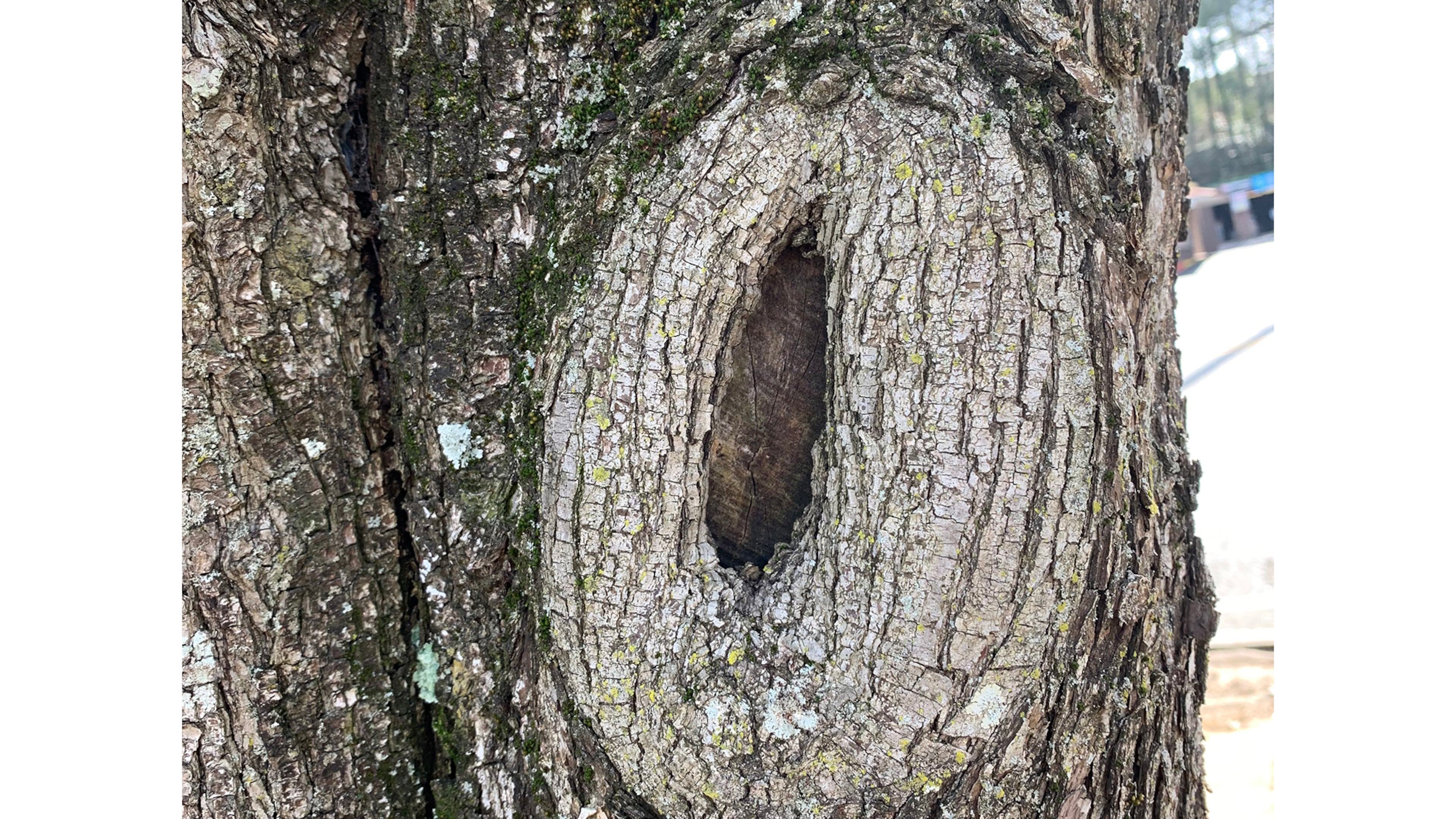 A limb was removed several years ago. Although there is a bit of rot in the wound, the tree is callusing over it nicely. Tree wound dressings and hole fillers only retard the process of healing. (Walter Reeves for The Atlanta Journal-Constitution)