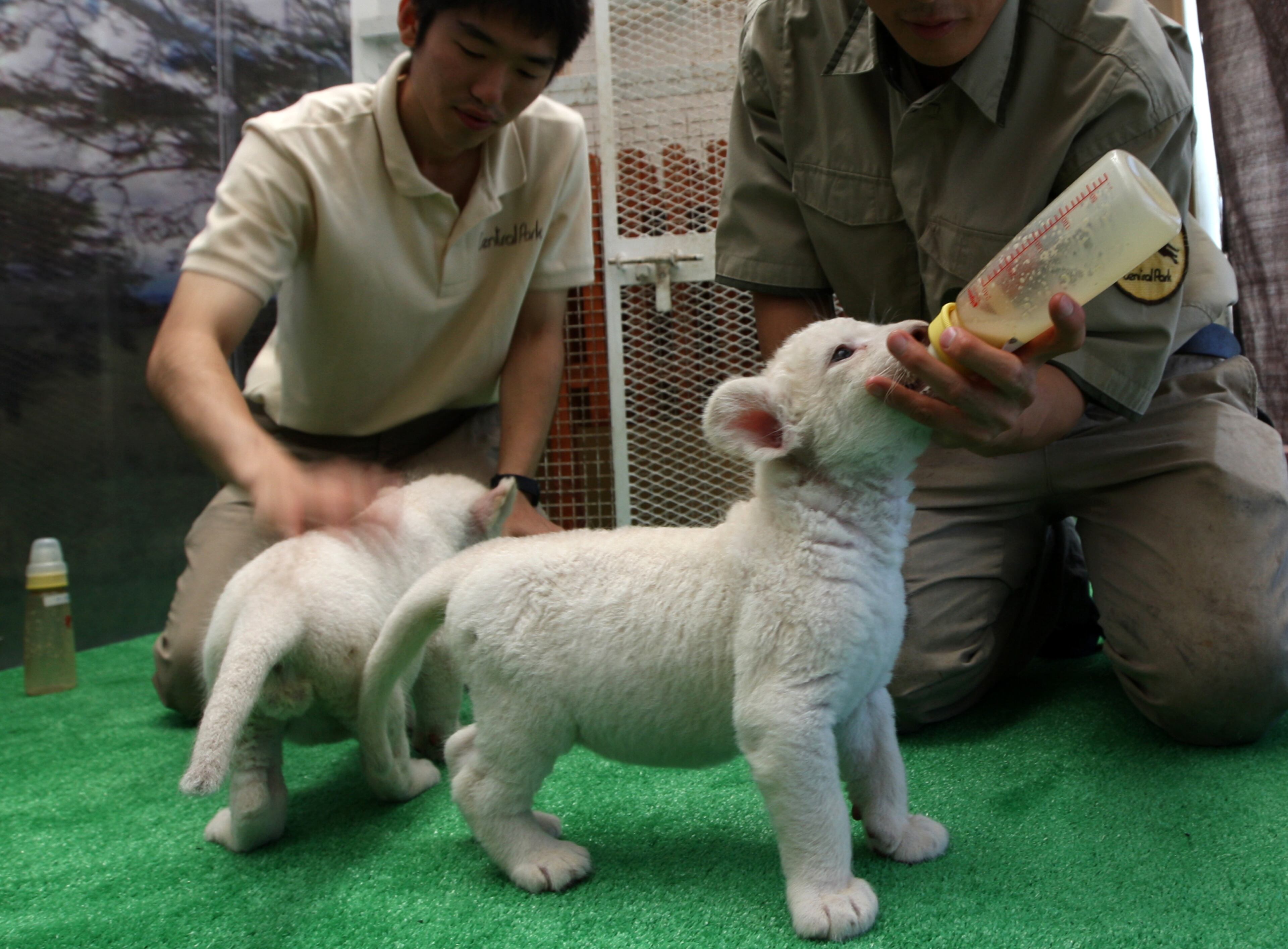 HIMEJI, JAPAN - JULY 09: Thirteen day old lioness cubs are fed by zoo keepers at Himeji Central Park on July 9, 2013 in Himeji, Japan. The seven white lioness cubs, given birth by three female South African Lions were born on June 6th, 26th and 30th. The cubs will be on public display for the first time later this week. (Photo by Buddhika Weerasinghe/Getty Images)