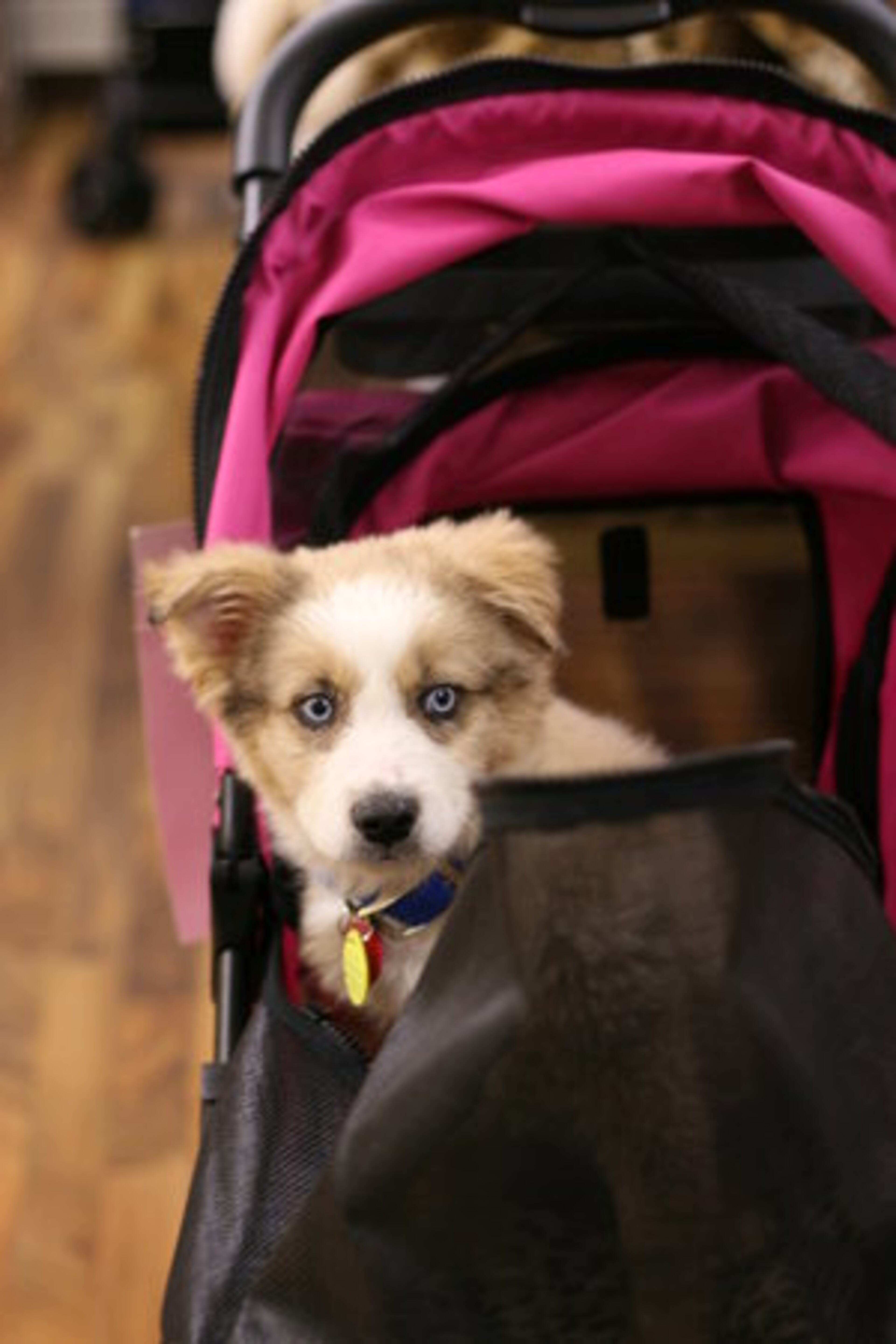 Why carry when you can roll? In the store, Kim and Abigail found dog strollers. "Got any in pink?" they asked. This limited edition model costs $169.95.