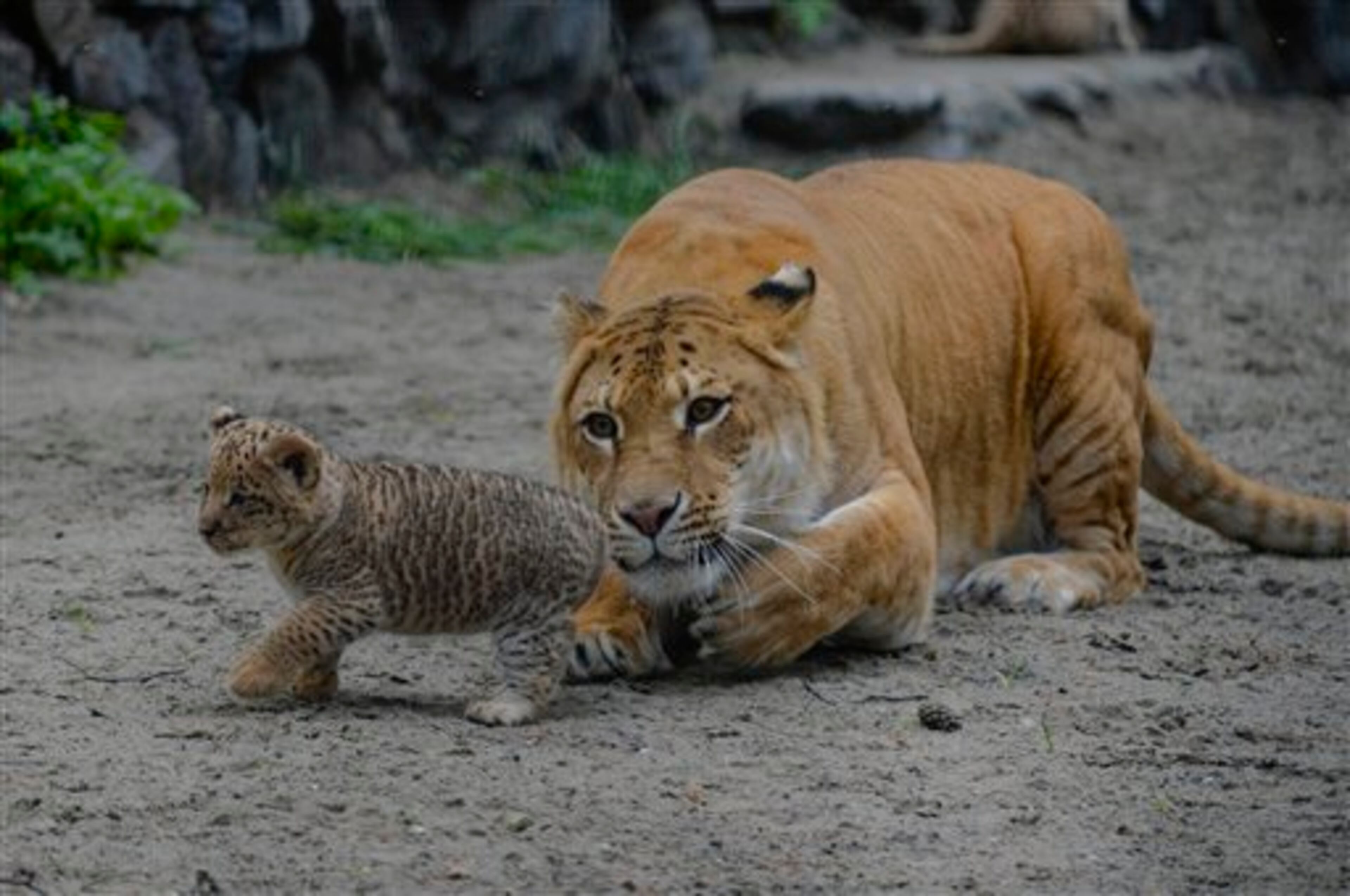 In this Tuesday, June 18, 2013 photo Zita, a liger - half-lioness, half-tiger - watches her one month old liliger cub in the Novosibirsk Zoo. The cub's father is a lion, Sam. (AP Photo /Ilnar Salakhiev)