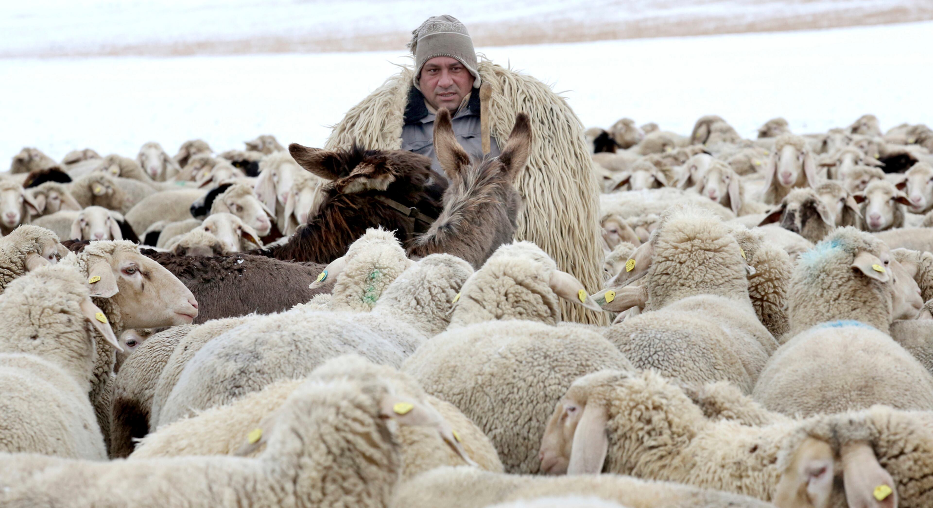 Shepherd Petru leads his herd of sheep, goats and two donkeys over a snow covered field near Grueningen, southwestern Germany, Monday, Jan. 16, 2017. (Thomas Warnack/dpa via AP)