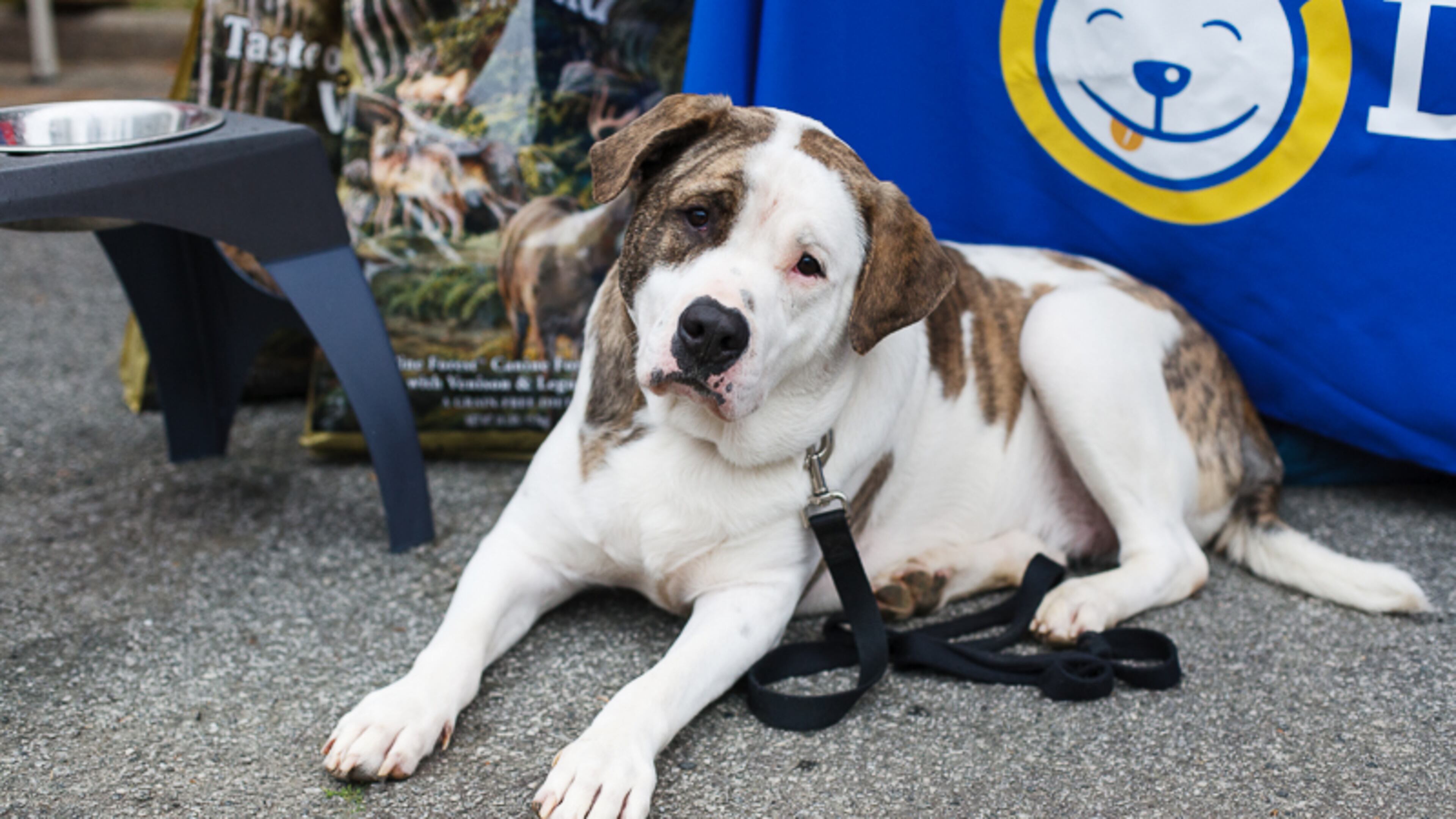 See rescue dogs in action this weekend in DeKalb.