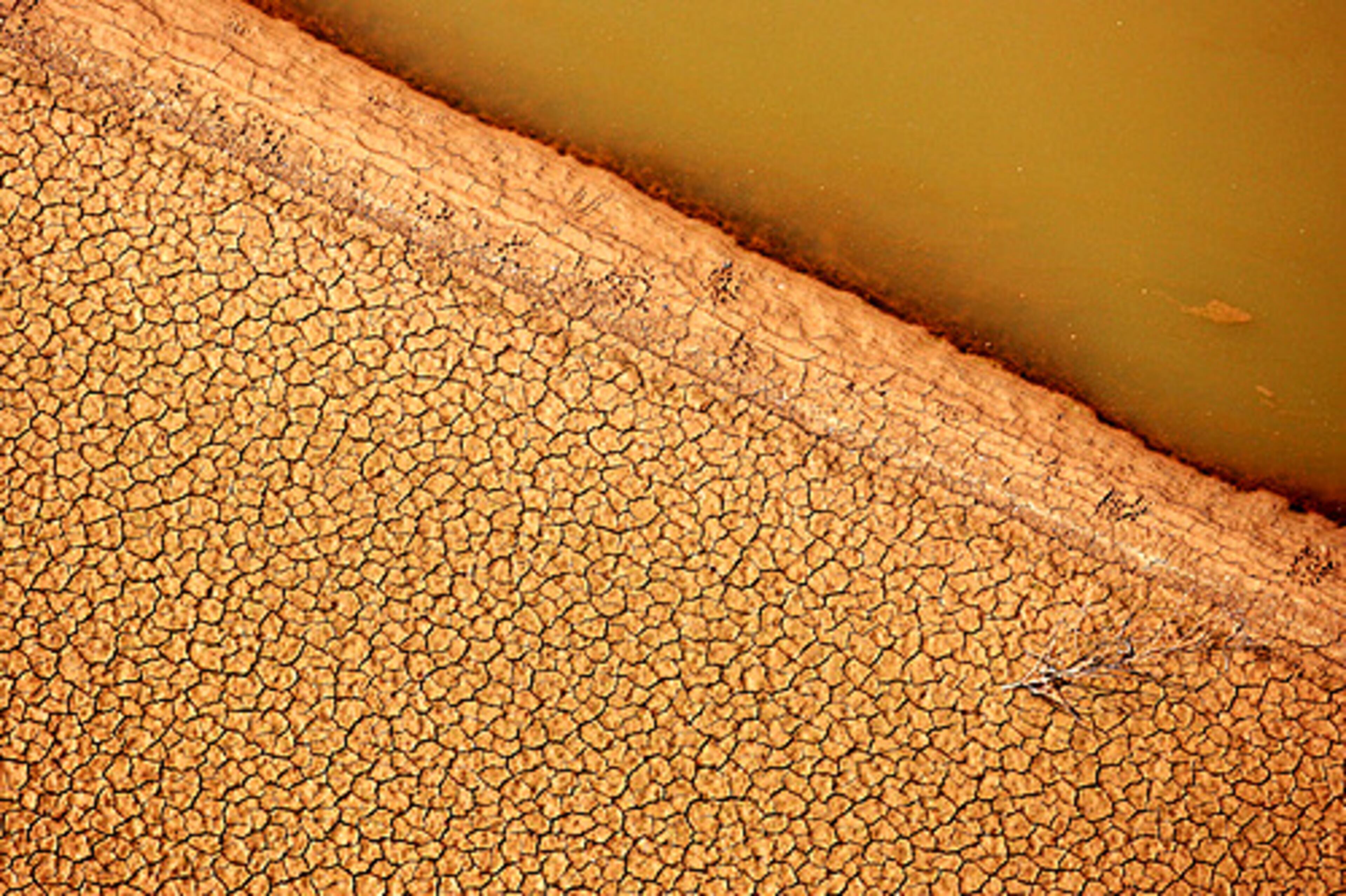 The drought has left Lake Allatoona's bed dry in many places. Allatoona and Lanier are at historically low levels in spite of the highly restricted water use across the state.