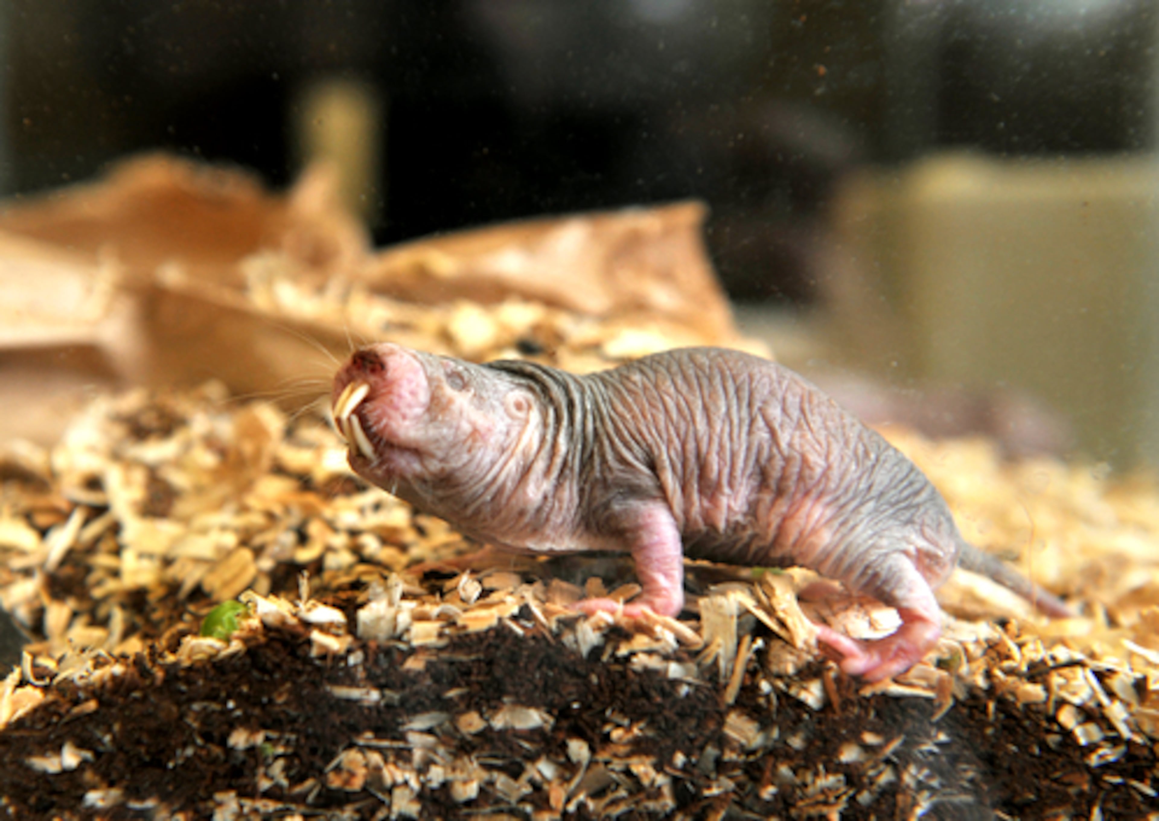 To the animal keepers at Zoo Atlanta, these hairless specimens of Heterocephalus glaber are special, wrinkles and all. They are mole rats, scheduled to debut April 1. The news got us wondering? What else has a face or body only a mother could love?