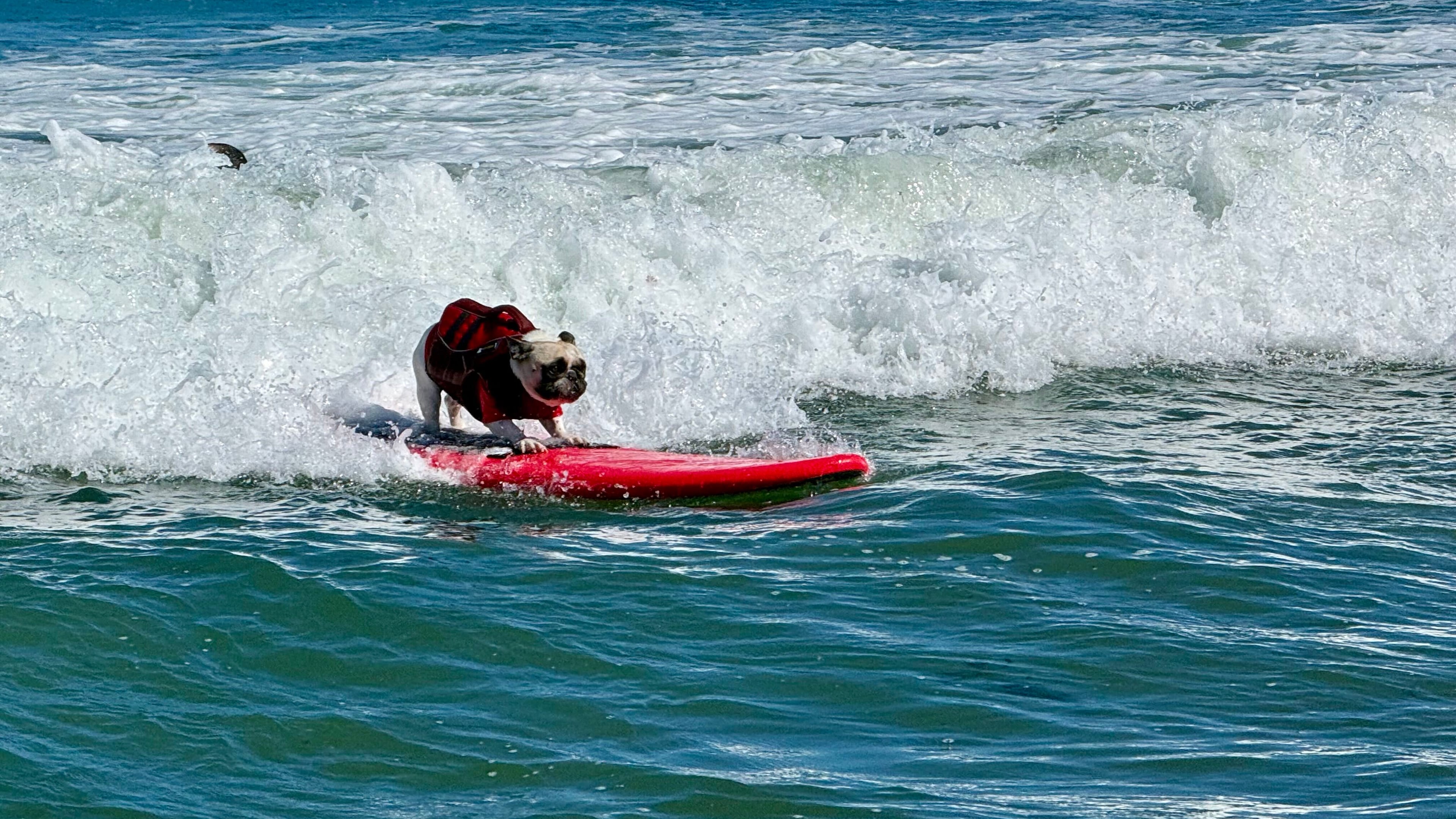 A dog catches a wave during the World Dog Surfing Championships, Saturday, Aug. 1, 2026, in Pacifica, Calif. (AP Photo/Haven Daley)