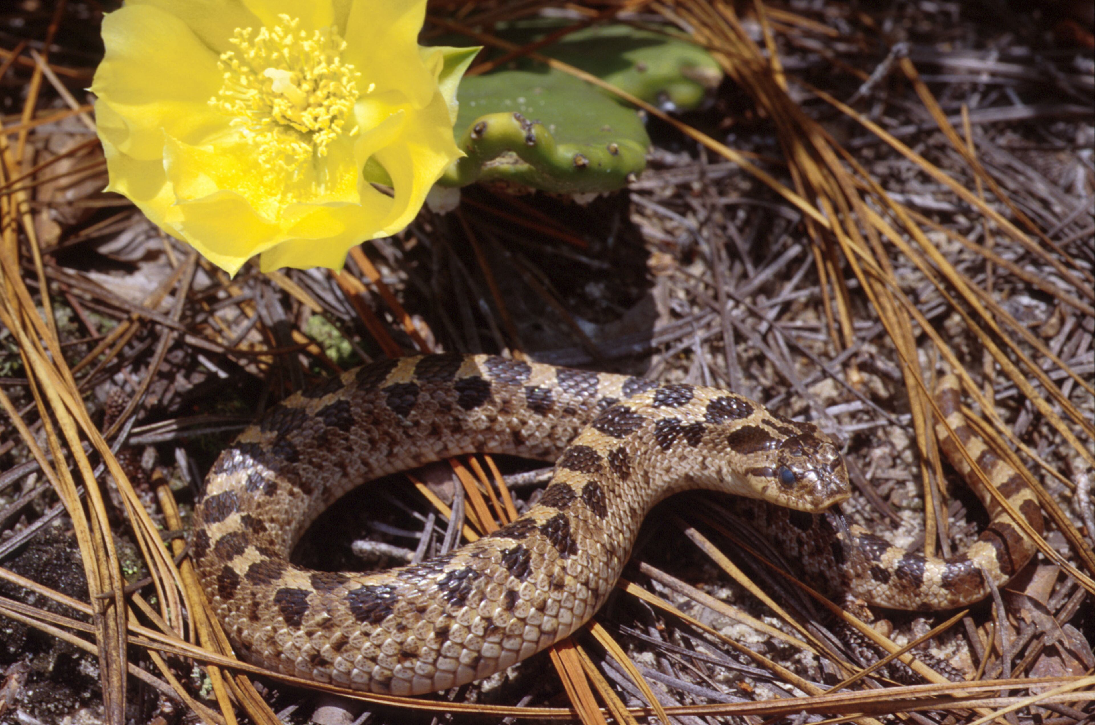 Southern Hognose snake