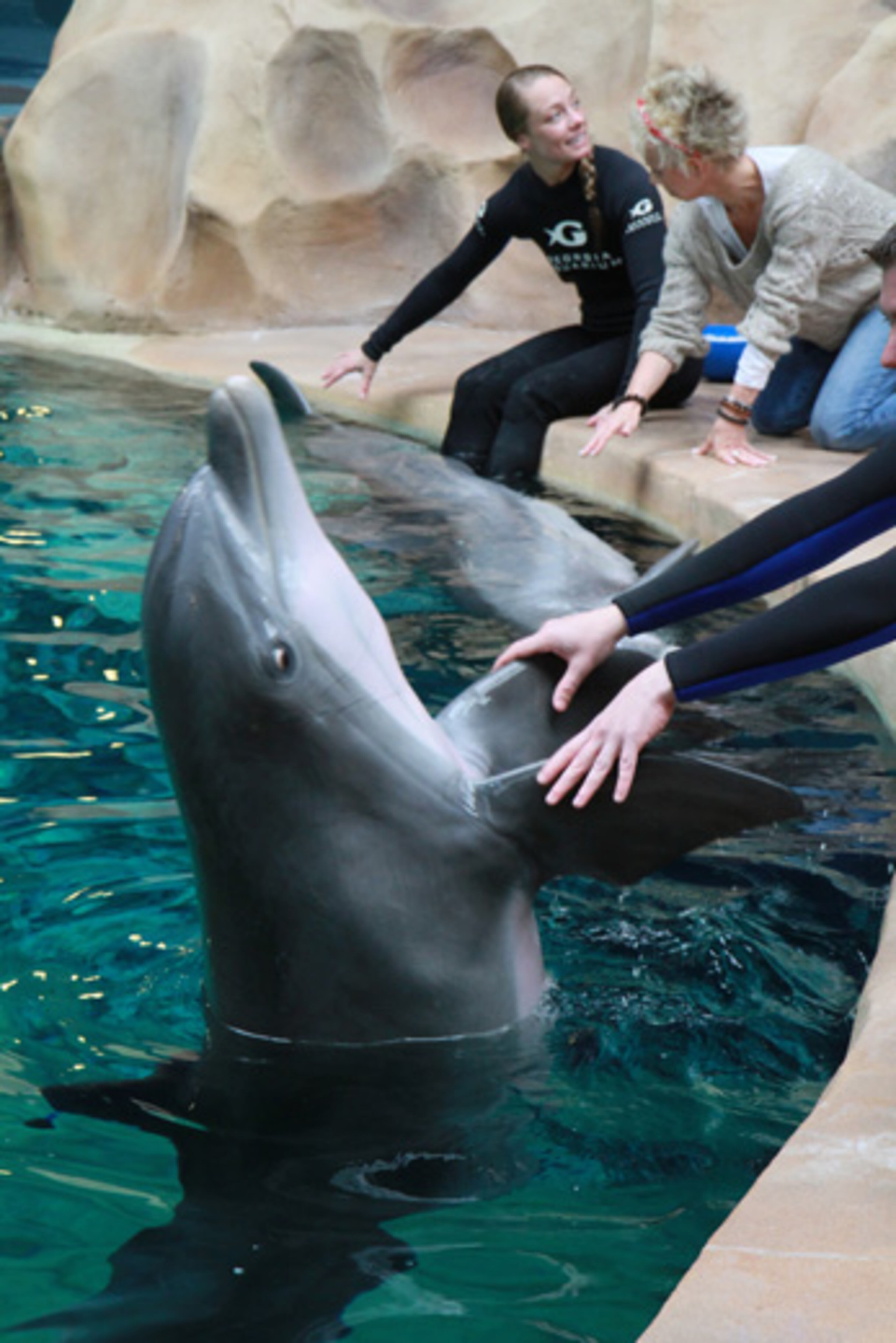 Here are some more photos from the Dolphin Experience at the Georgia Aquarium.