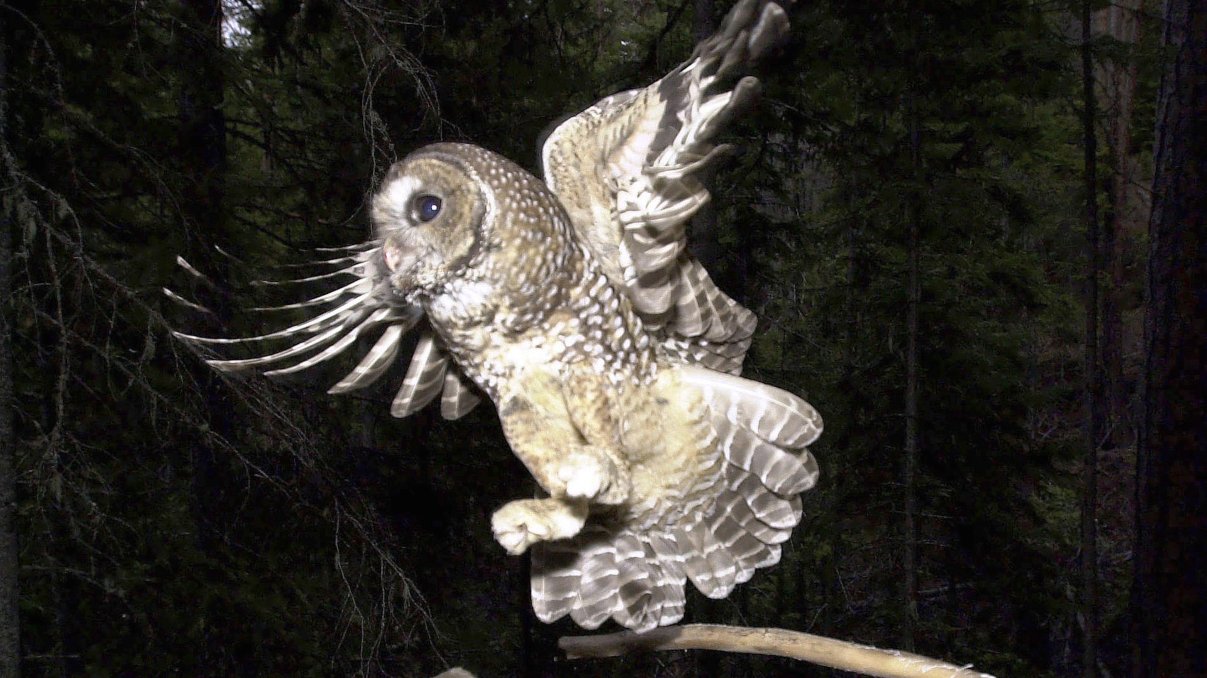 FILE - A northern spotted owl flies after a mouse jumping off the end of a stick in the Deschutes National Forest near Camp Sherman, Ore., May 8, 2003. (AP Photo/Don Ryan, File)