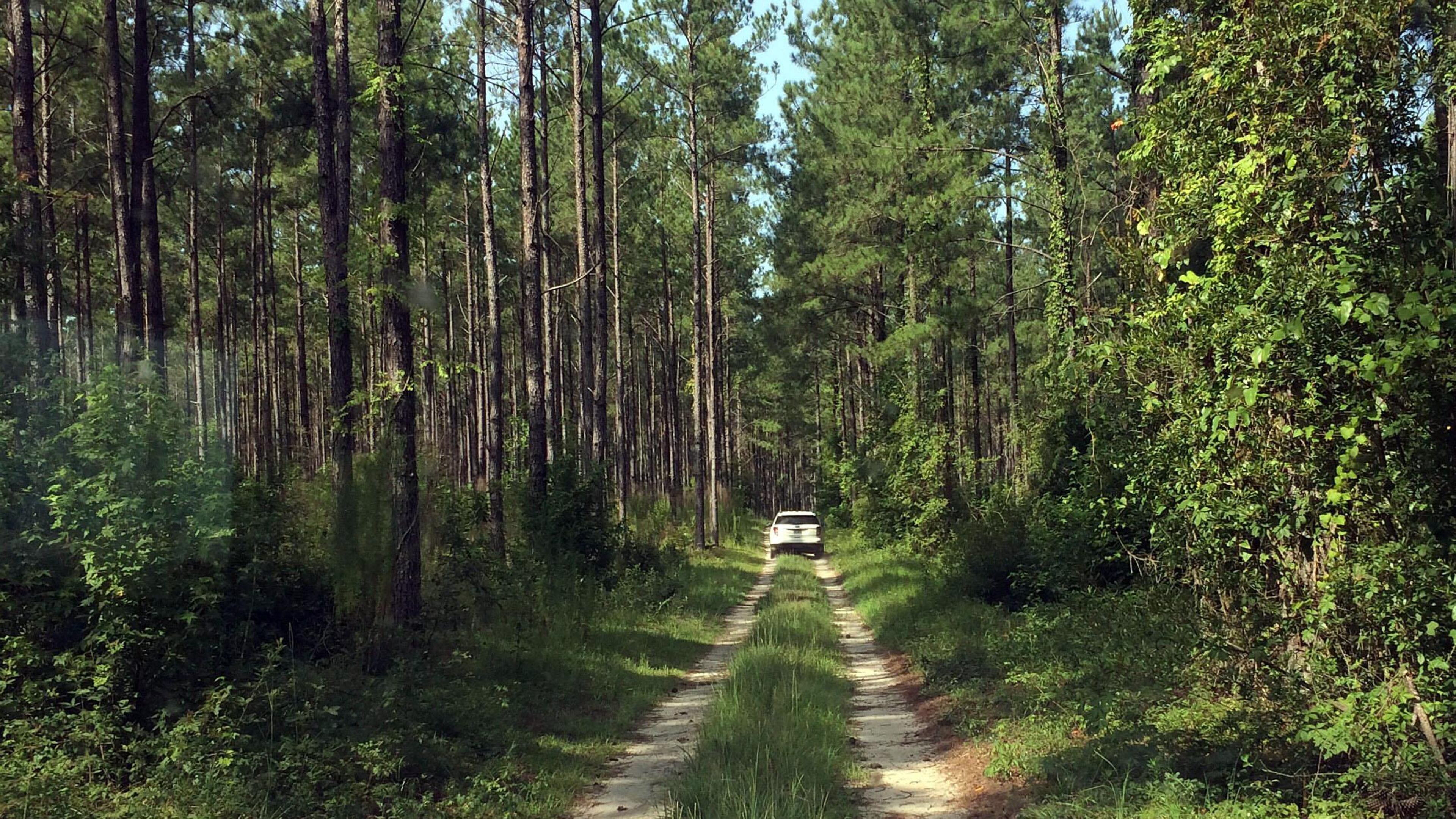A stretch of land near where Kinder Morgan wanted to build a pipeline in east Georgia. AJC photo/Greg Bluestein