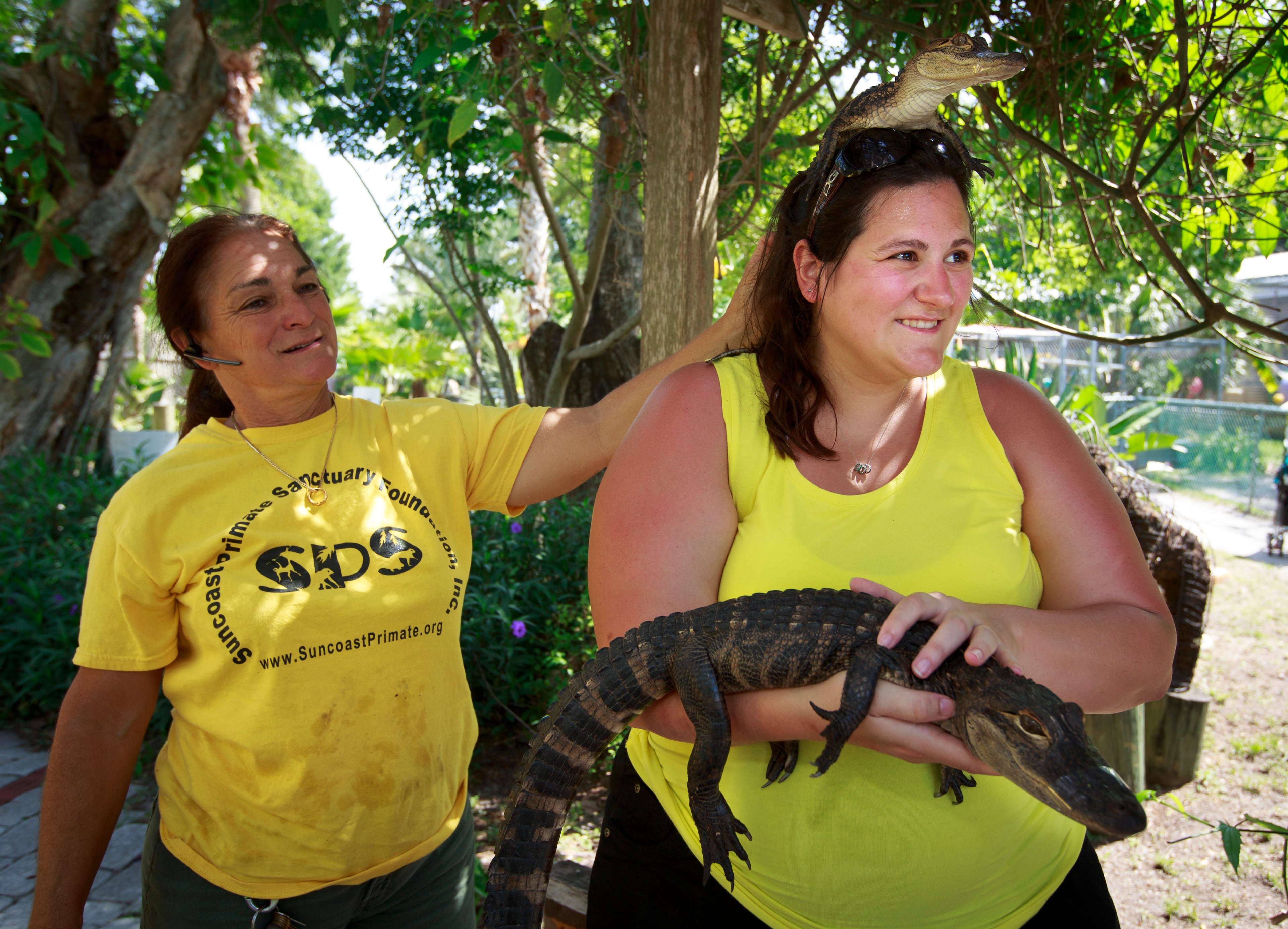 Debbie Cobb, outreach director for the Suncoast Primate Sanctuary (L) holds an american alligator during walking education session on the head of Beckie Ibershoff of Kentucky for a photo on May 10, 2014 in Palm Harbor, Florida. The Suncoast Primate Sanctuary Foundation is non-profit organization that is home to over 70 animals including orangutans, chimpanzees, monkeys, tropical birds and reptiles. Most of the animals that make their home at the sanctuary are their after no longer being able to be cared for as a family pet or retiring from the laboratory and film businesses. The sanctuary is open to the public Thursday through Sunday. VISIT FLORIDA/Scott Audette