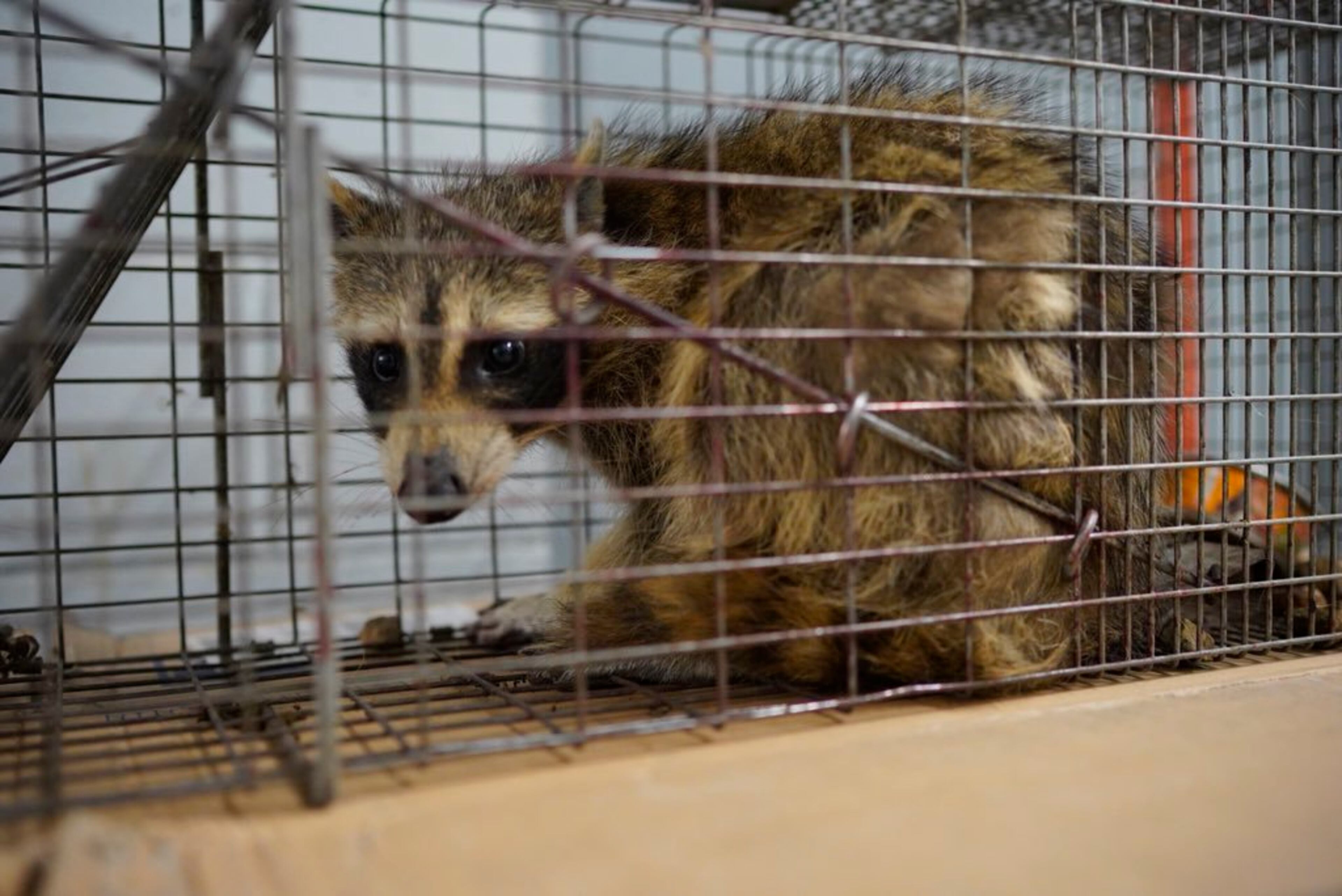 The raccoon that scaled the UBS Plaza was caught in a live trap baited with cat food overnight in St. Paul, Minn., and was picked up by Wildlife Management Services Wednesday, June 13, 2018. Nearby Minnesota Public Radio branded the raccoon with the hashtag #mprraccoon. The woodland creature also had its own Twitter account, with one tweet saying, "I made a big mistake." Many feared for the raccoon's safety. The raccoon will be released in the wild. (Evan Frost/Minnesota Public Radio via AP)