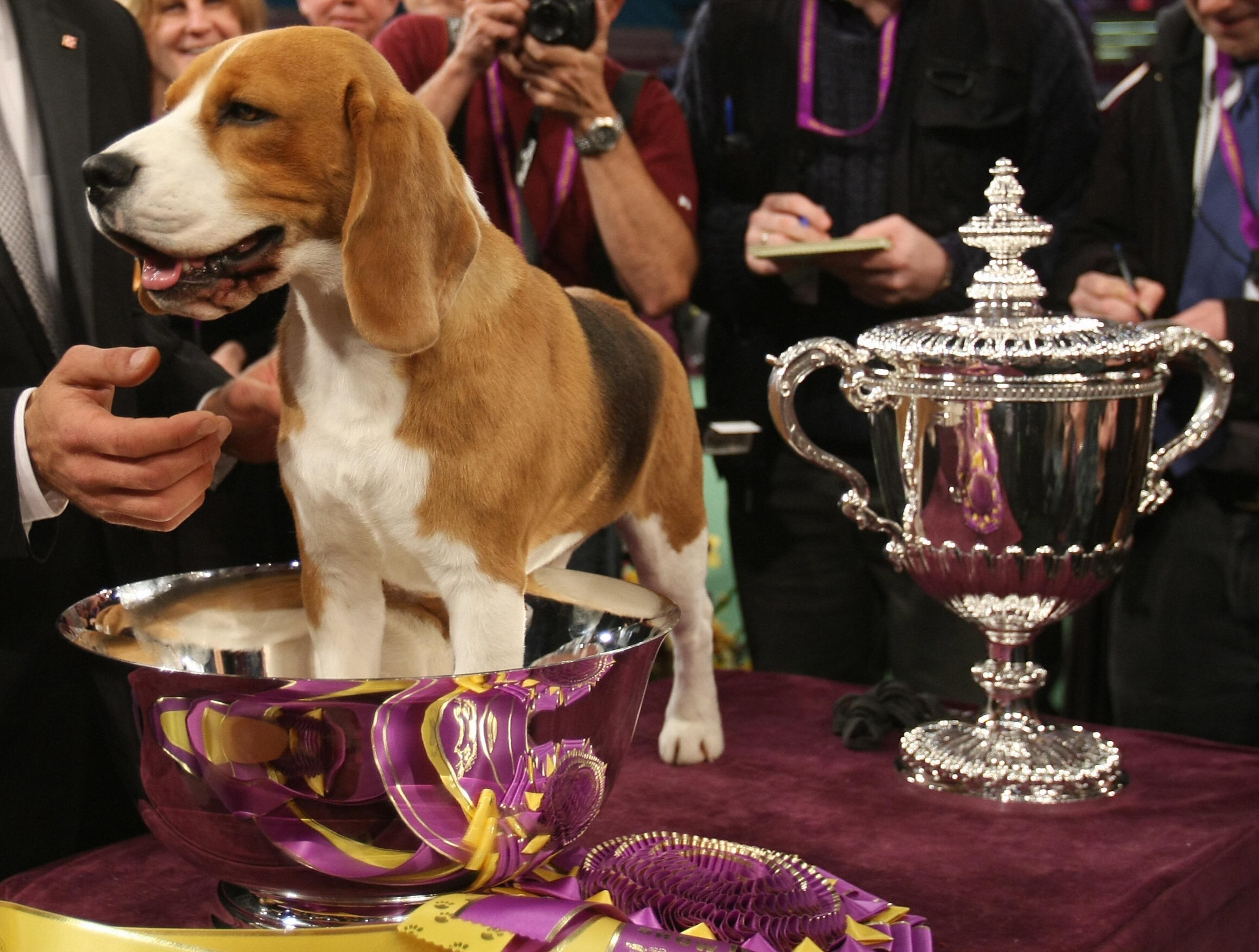 Aaron Wilkerson puts Uno the Beagle in his cup after winning Best in Show at the 132nd Westminster Kennel Club Annual Dog Show at Madison Square Garden February 12, 2008 in New York City. The dog show,established in 1877, is America's oldest organization dedicated to the sport of purebred dogs. AFP PHOTO / Timothy A. CLARY (Photo credit should read TIMOTHY A. CLARY/AFP/Getty Images)