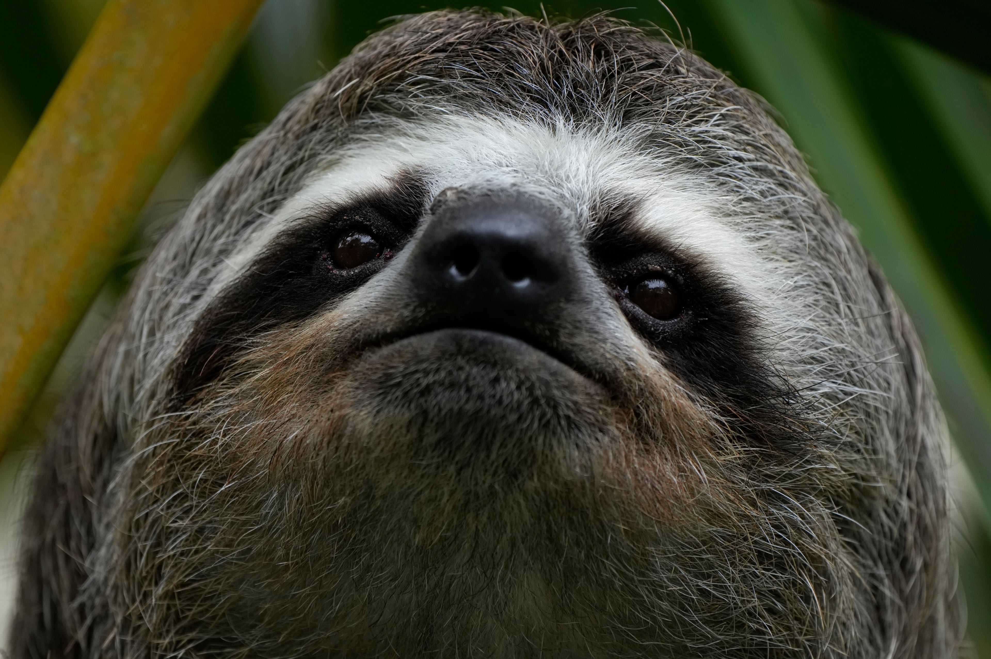 Dead Sloths Florida