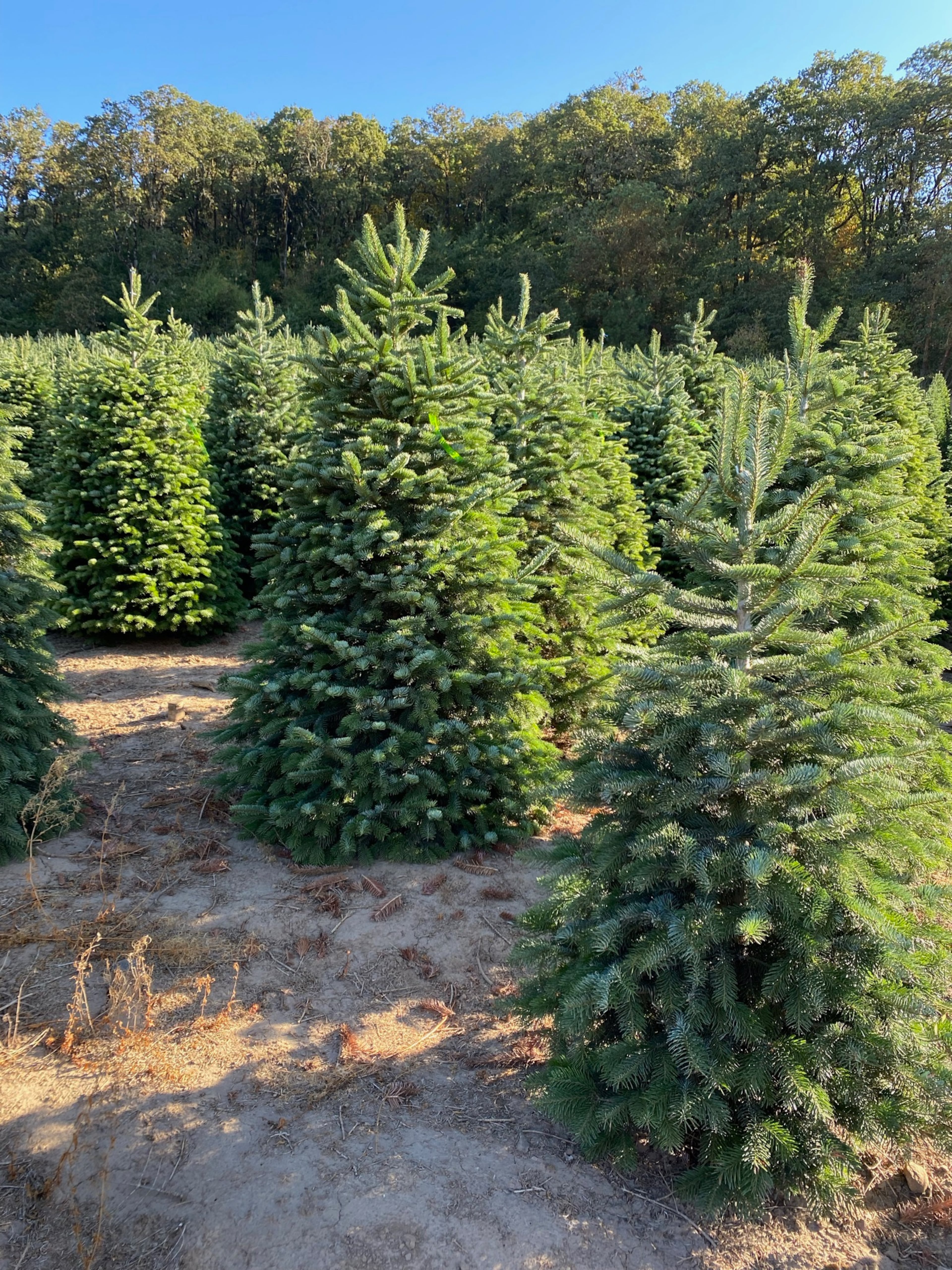 Rows of Fraser firs stand ready at a Tradition Company lot. The Atlanta-based service, founded by Matt Bowman, has helped locals deck their homes for more than two decades with tree delivery, lighting, and holiday decor. (Courtesy of Matt Bowman)