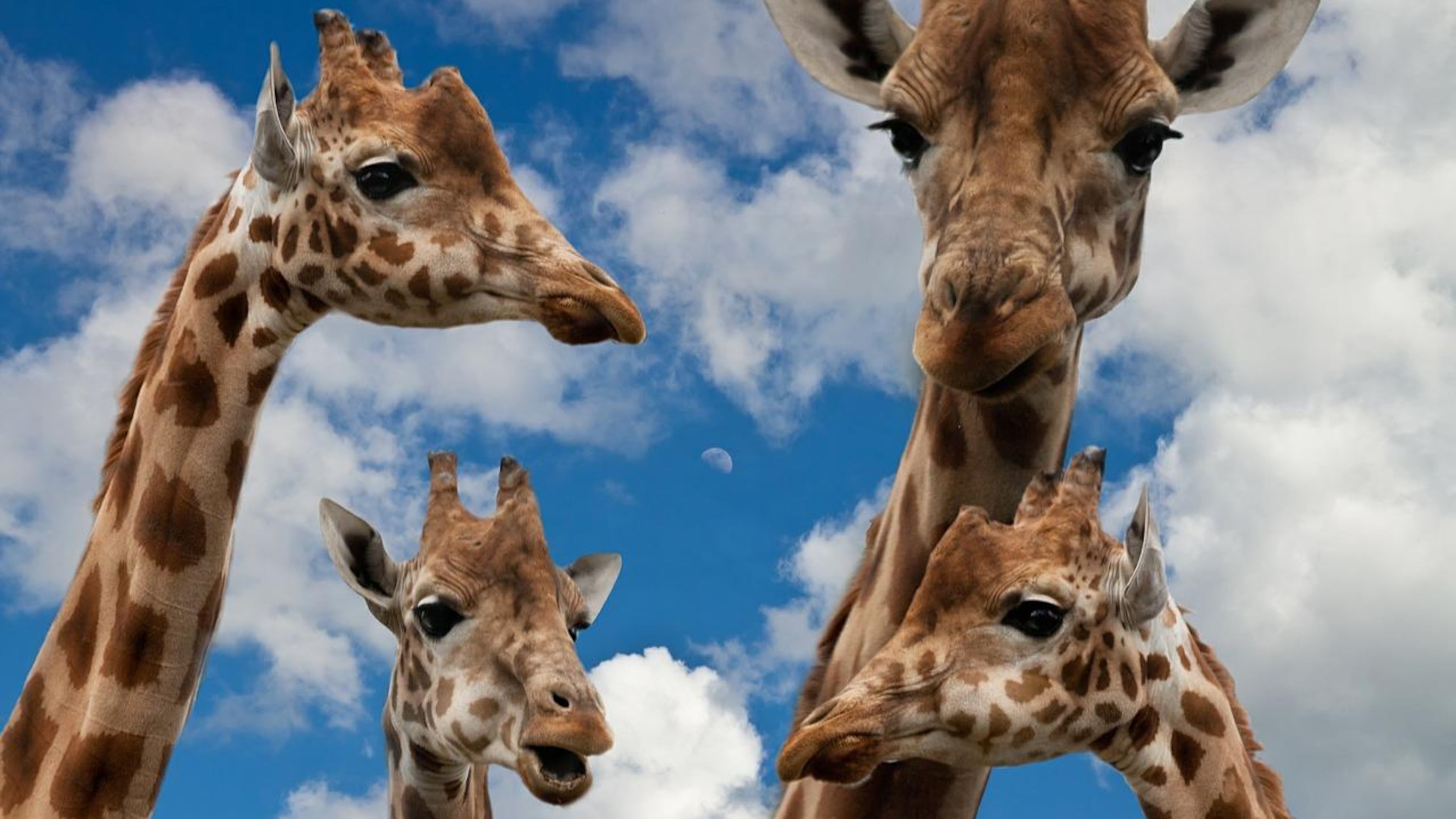 Several subspecies of giraffes are now critically endangered, according to a new conservation report.