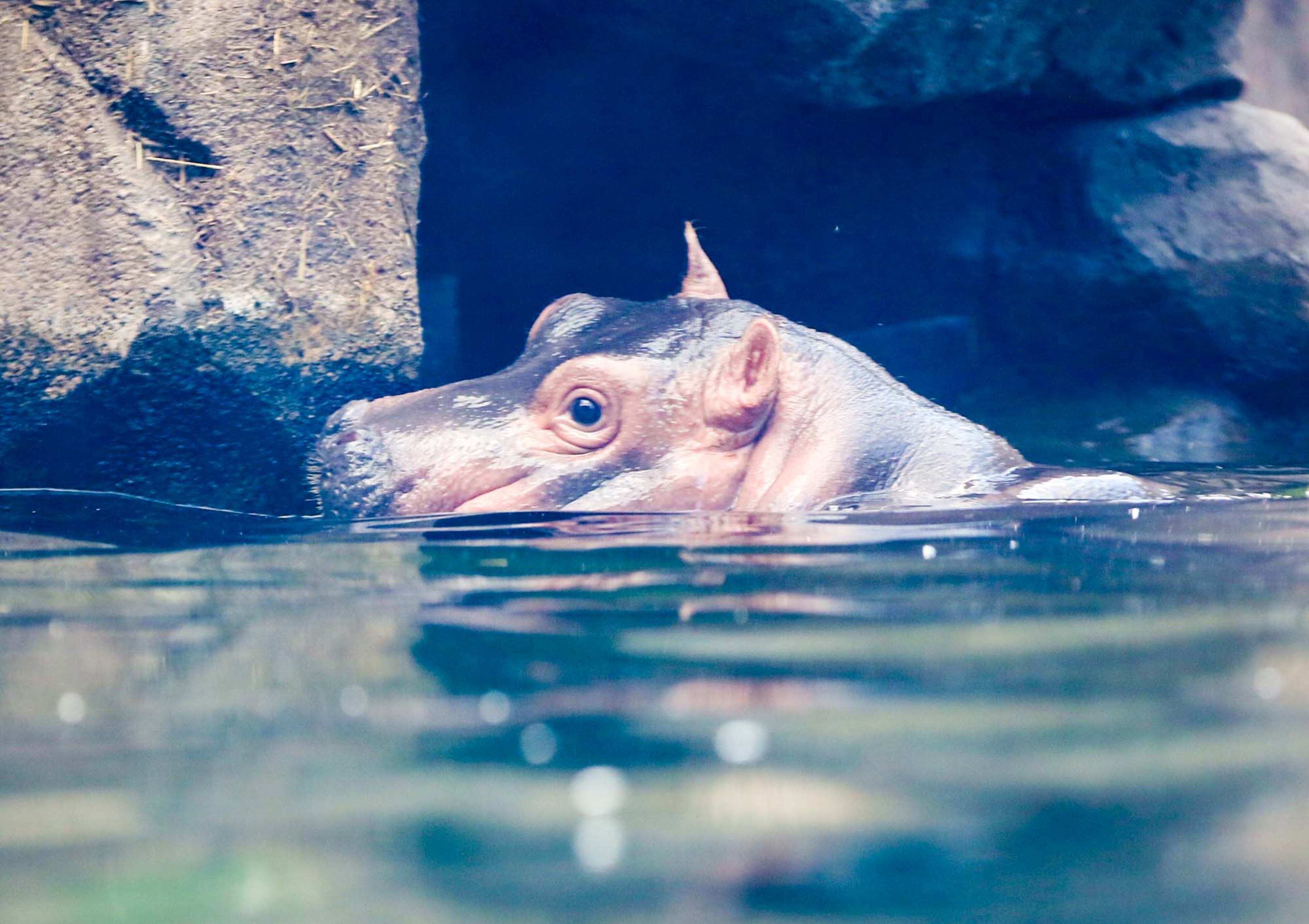 The Cincinnati Zoo and Botanical Garden has decided its popular baby hippo is ready for her close-up. Fiona is making her news media debut Wednesday evening with cameras rolling as she navigates the 9-foot-deep Hippo Cove pool. The zoo emphasizes she isnât ready for public display yet, but the media-only event is a step toward that. GREG LYNCH / STAFF