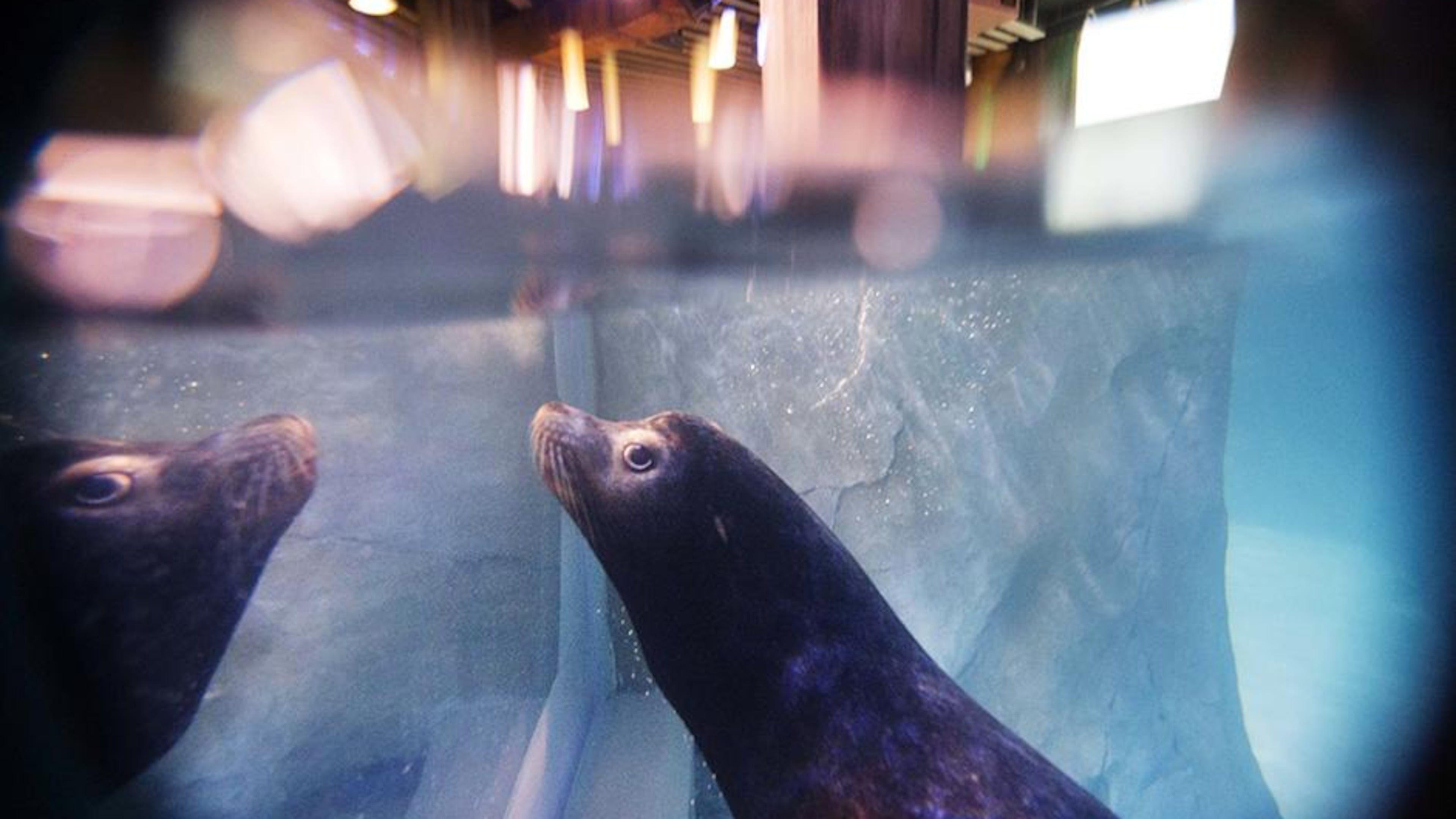 Georgia Aquarium's sea lions