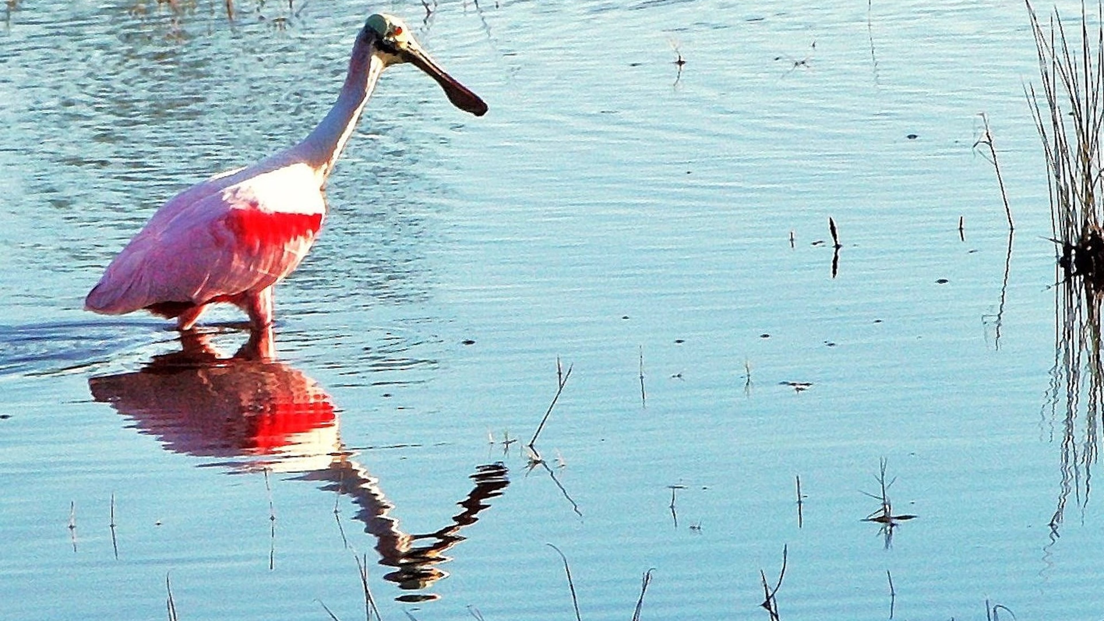 The roseate spoonbill, like this one shown here, is a coastal wading bird that is uncommon in Georgia. It has bright pink feathers and a rounded bill that looks like a spoon, making it one of North America’s most unusual looking birds. On rare occasions, one might show up in the Atlanta area. PHOTO CREDIT: Charles Seabrook