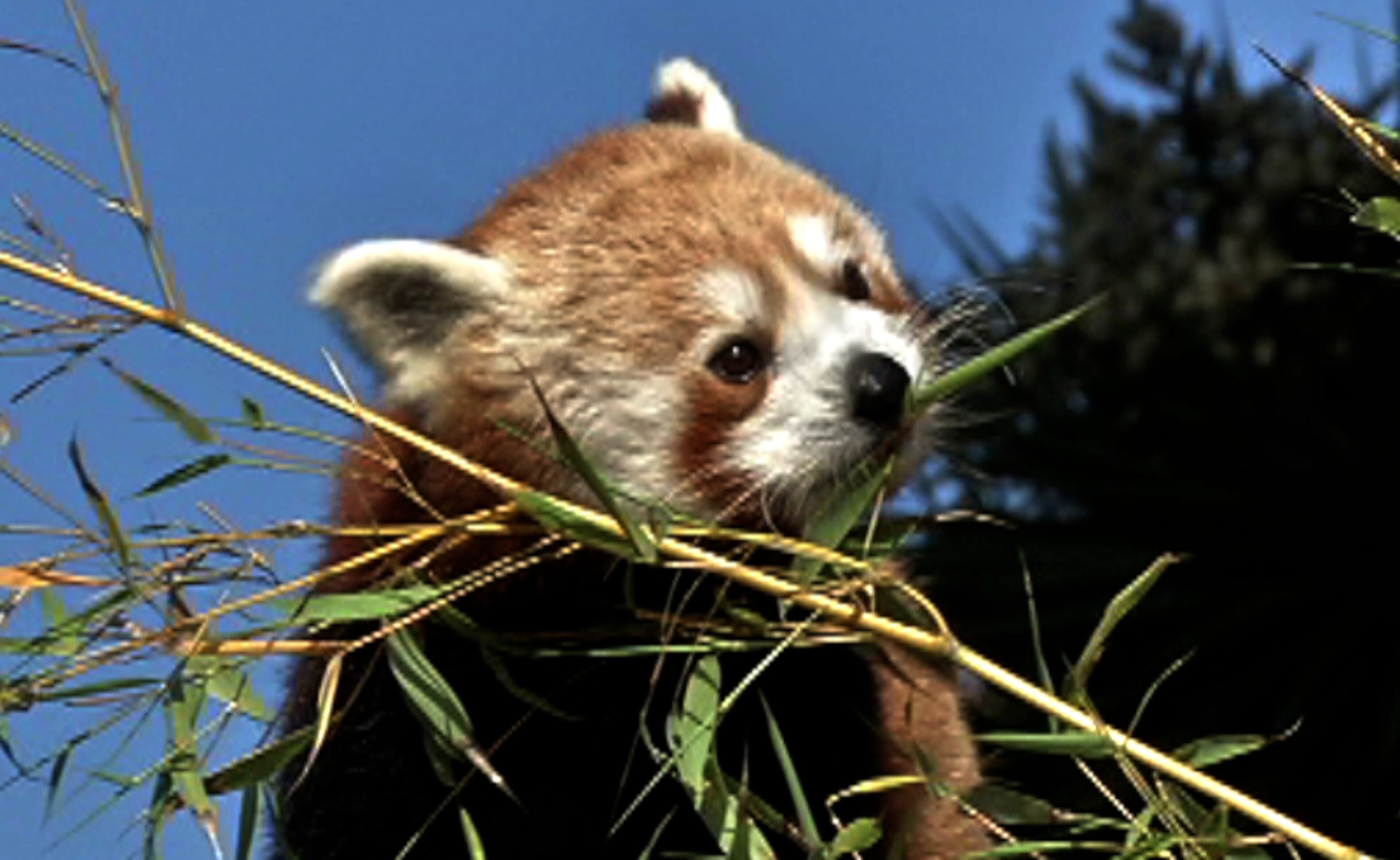 "We are thrilled to welcome this charming animal to our zoo family," said Tanya Peterson, President and Executive Director of the San Francisco Zoological Society. "We hope that its presence here raises awareness about its vulnerable status as a species and helps our visitors connect with nature."