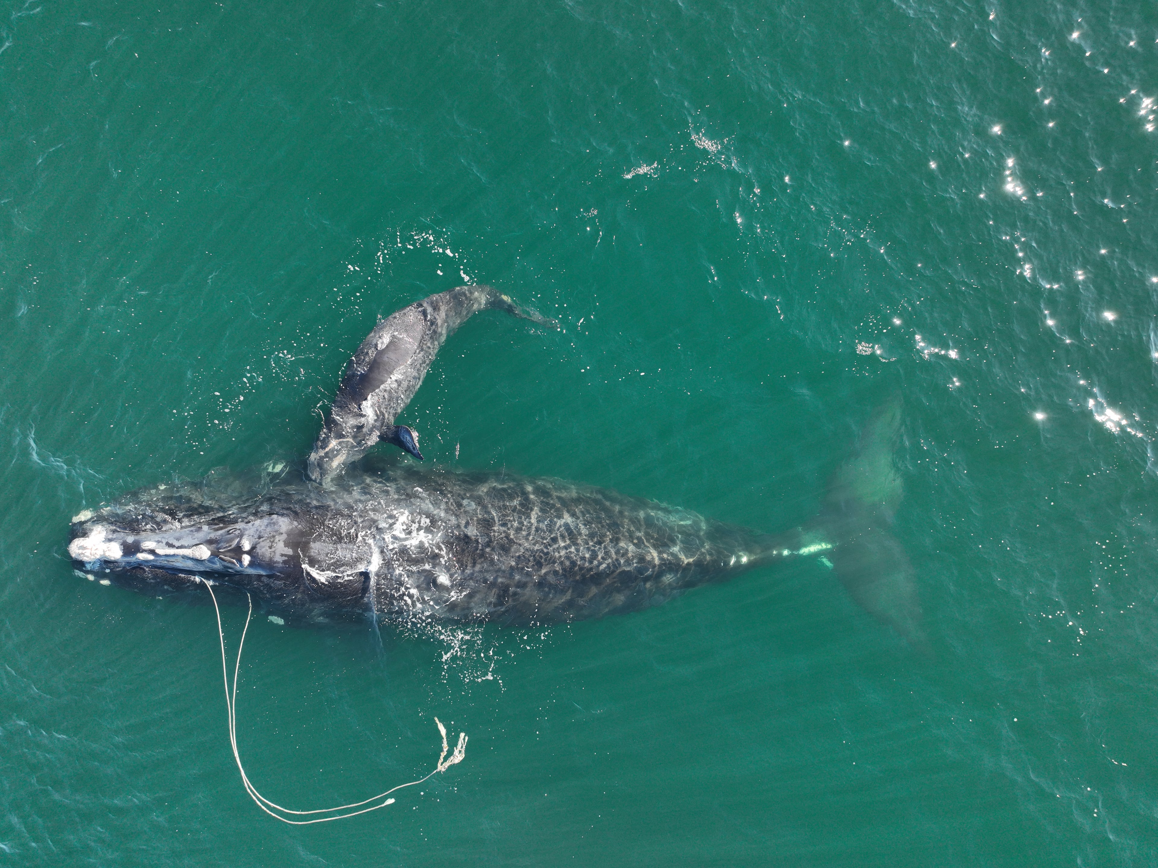 Catalog #3560 ("Snow Cone") and her calf were sighted about 10 nautical miles off Cumberland Island, on Dec. 2, 2021. She surprised scientists by giving birth to a second calf near Cumberland Island even though she was still entangled. (Georgia DNR/taken under NOAA permit 20556)