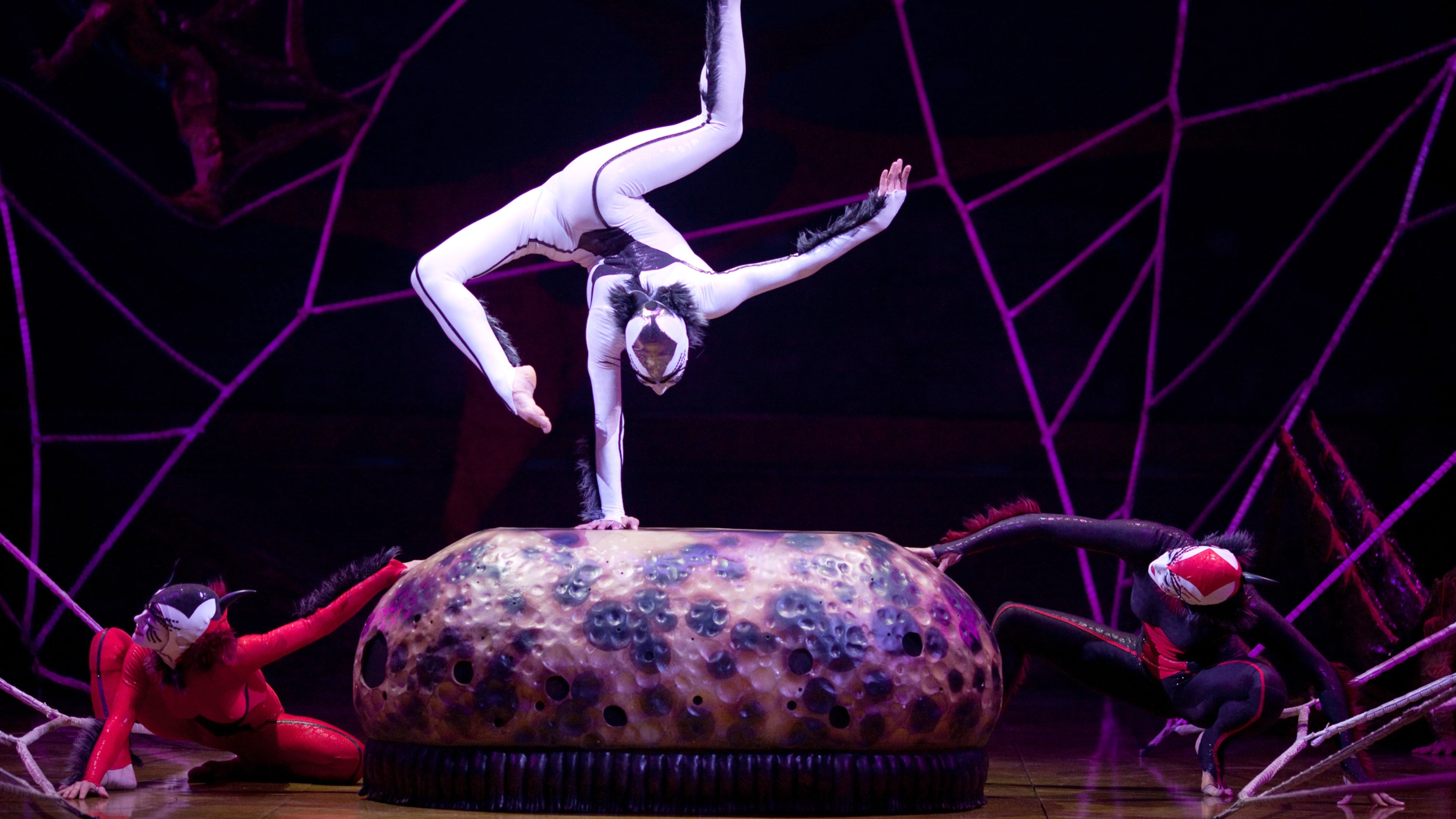 A contortionist from Cirque du Soleil's production of "Ovo" is dressed as a white spider; later she balances on a loosely slung, web-like tightrope.