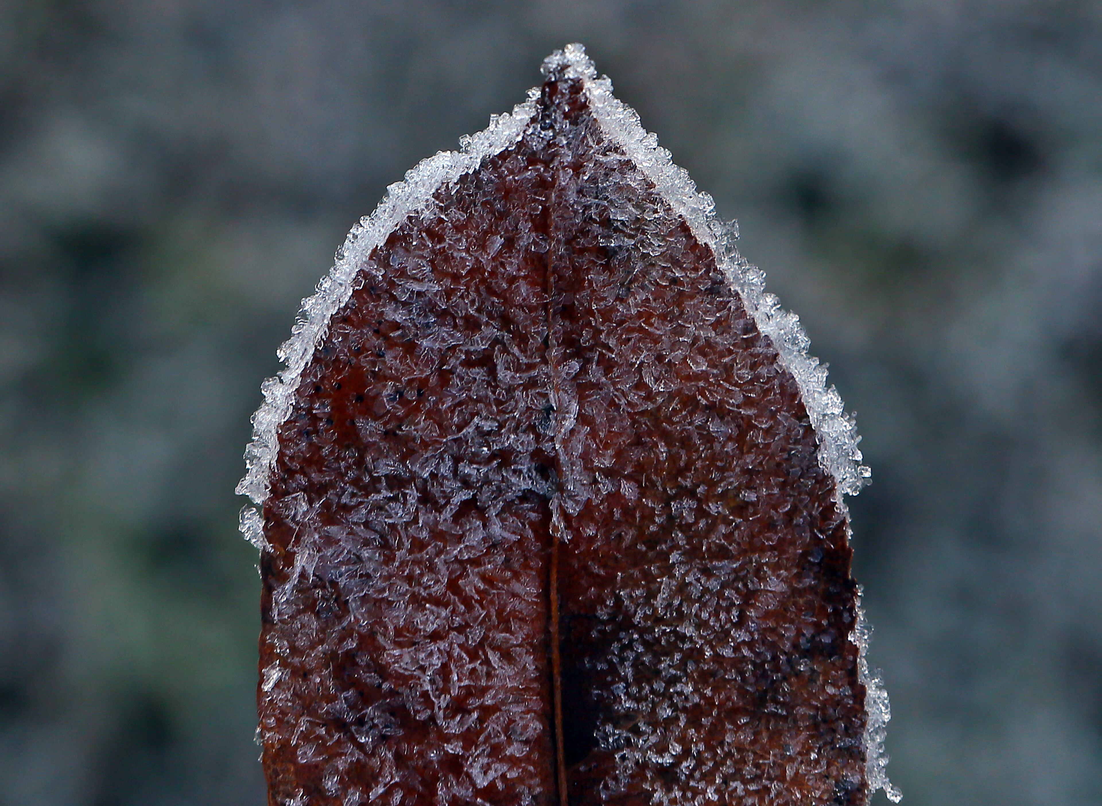 102613 Newborn: Frost forms frozen crystals making for an interesting pattern on a fall leaf during early morning hours on Saturday, Oct. 26, 2013, in Newborn.