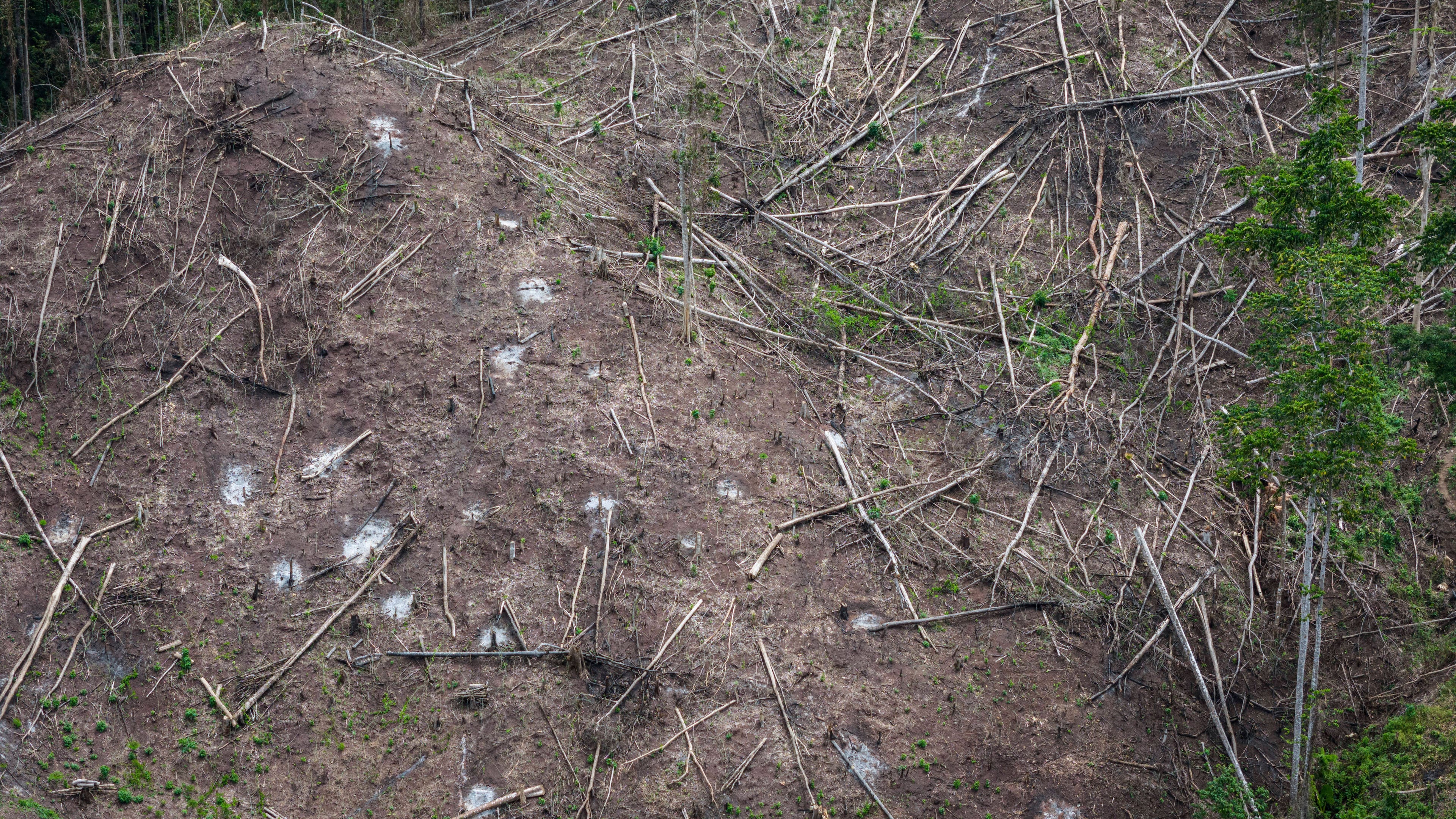 FILE - Deforestation is visible near several wood pellet production companies in Pohuwato, Gorontalo province, Indonesia, Oct. 22, 2024. (AP Photo/Yegar Sahaduta Mangiri, File)