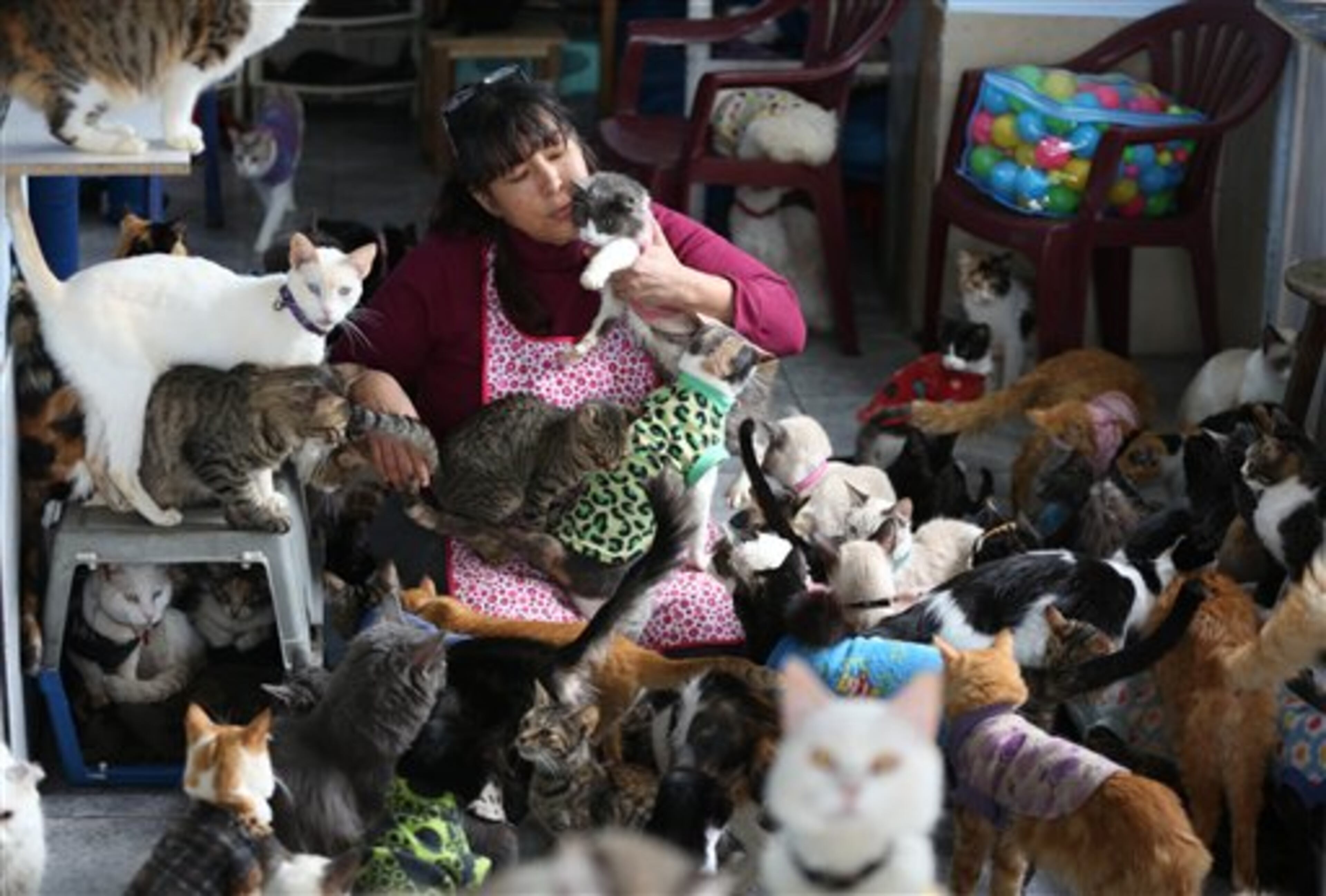 In this Aug. 2, 2014 photo, Maria Torero, plays with a group of 175 cats with leukemia in her home in Lima, Peru. Torero says caring for cats with feline leukemia is her responsibility. Anybody else can care for healthy animals. (AP Photo/Martin Mejia)