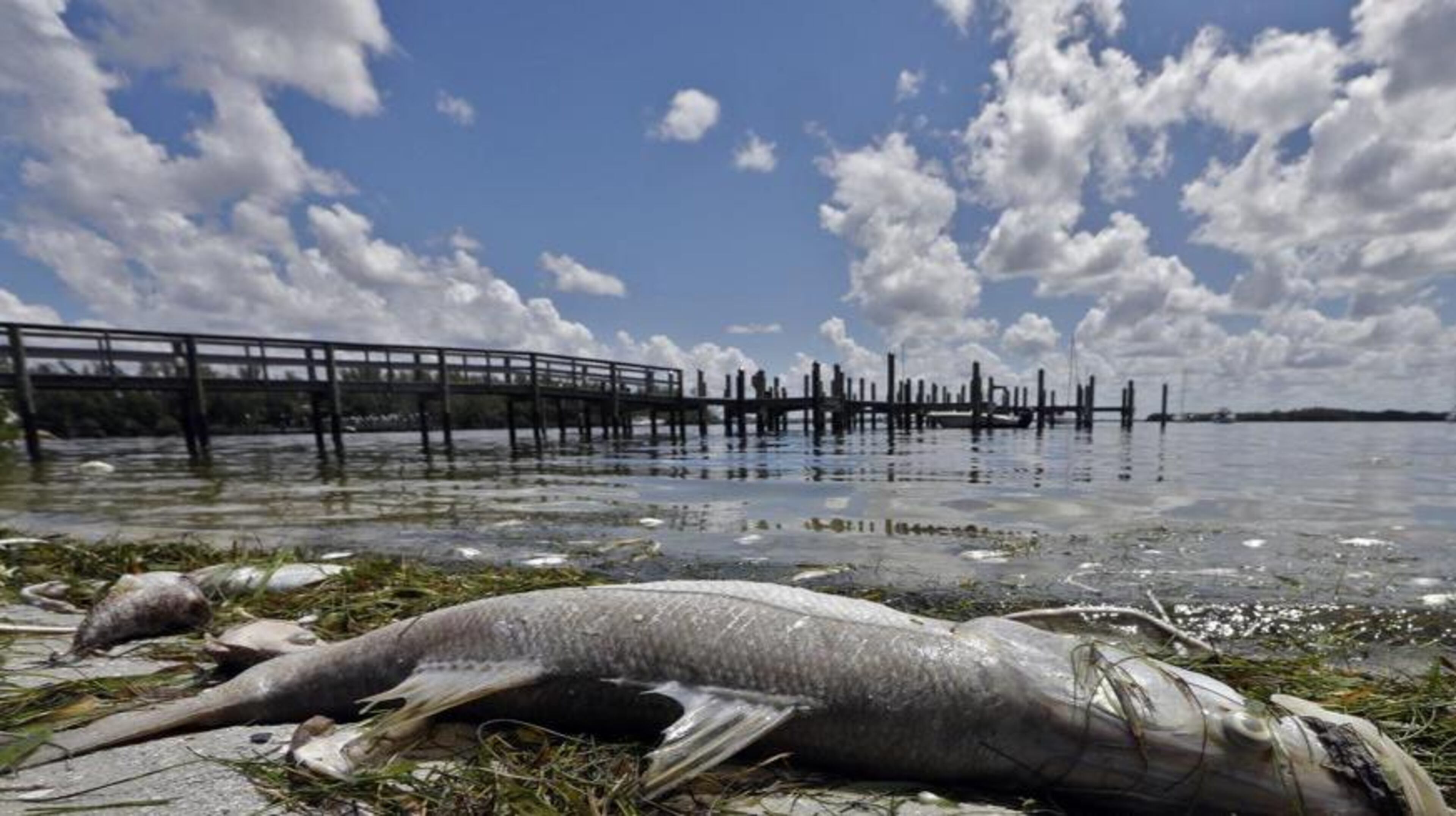 In this Monday Aug. 6, 2018 photo, a dead Snook is shown along the water's edge in Bradenton Beach, Fla. From Naples in Southwest Florida, about 135 miles north, beach communities along the Gulf coast have been plagued with red tide. Normally crystal clear water is murky, and the smell of dead fish permeates the air.