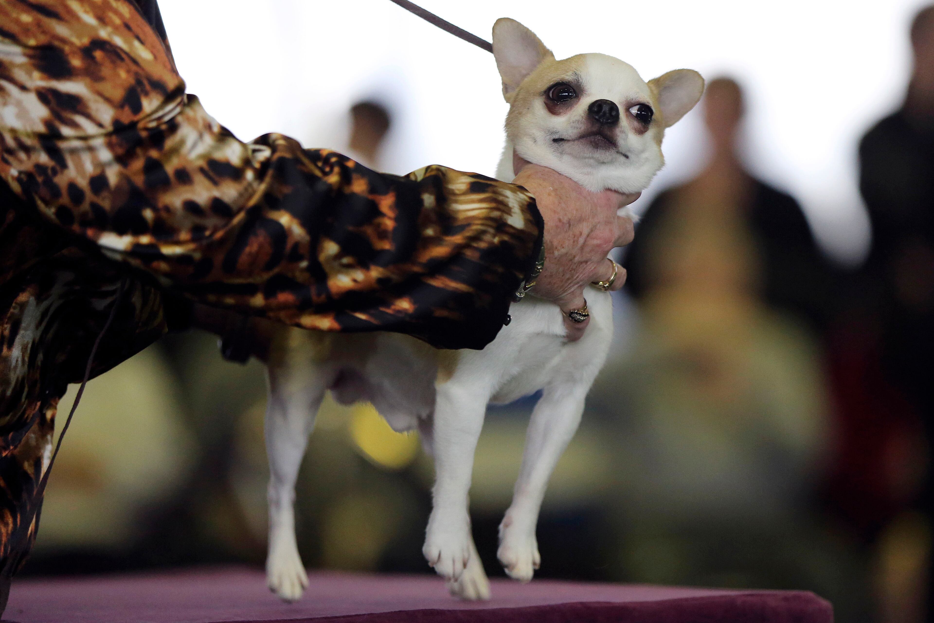 A handler places a smooth coat Chihuahua on the table for inspection during competition at the 137th Westminster Kennel Club dog show, Monday, Feb. 11, 2013 in New York. (AP Photo/Mary Altaffer)