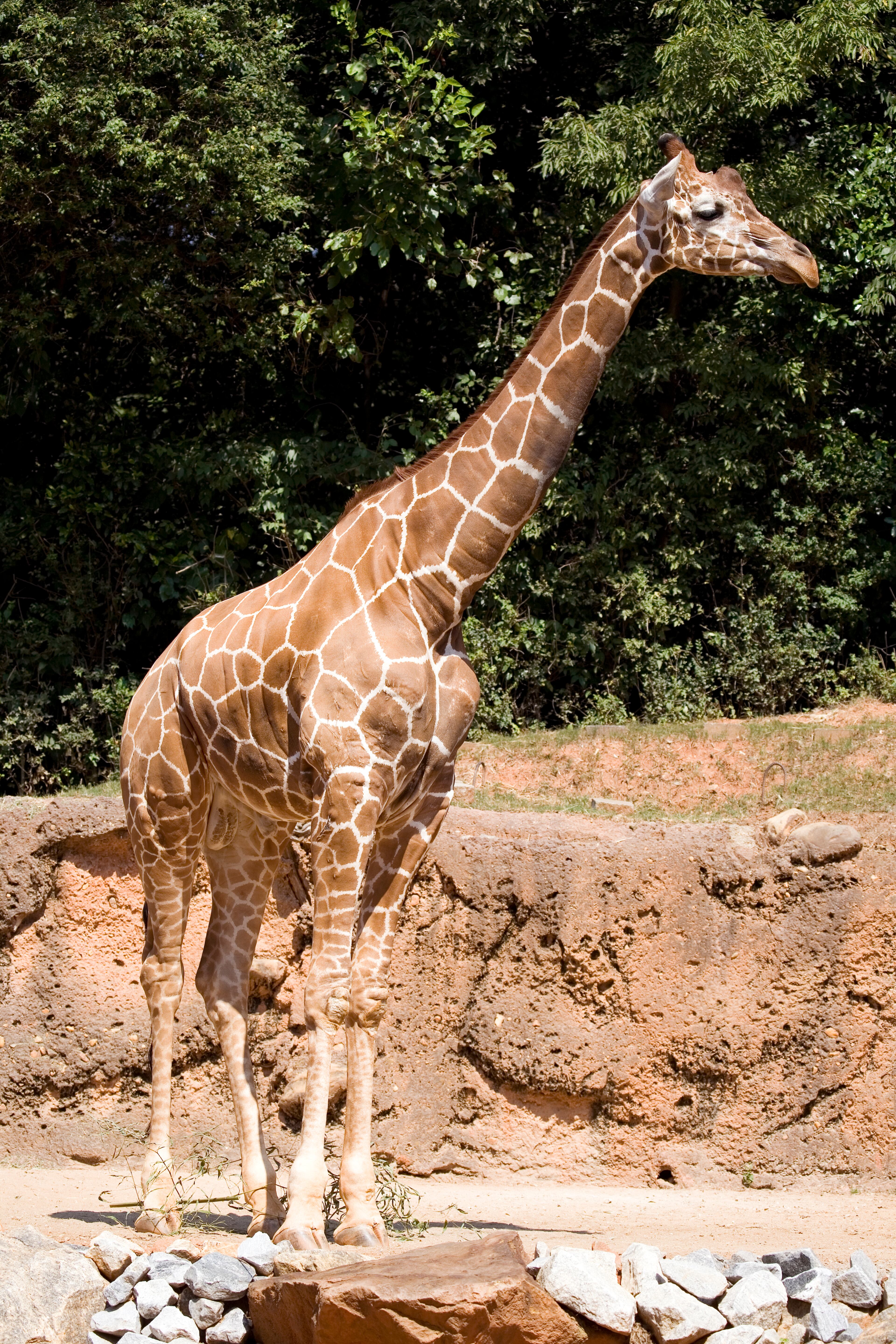 Abu now lives with an all-male herd that includes fellow giraffes Etana, Isooba and Zuberi, but he's the dad of Zuri, the first giraffe calf ever born at Zoo Atlanta, and her younger sister Lily. Both Zuri and Lily now live at other zoos.