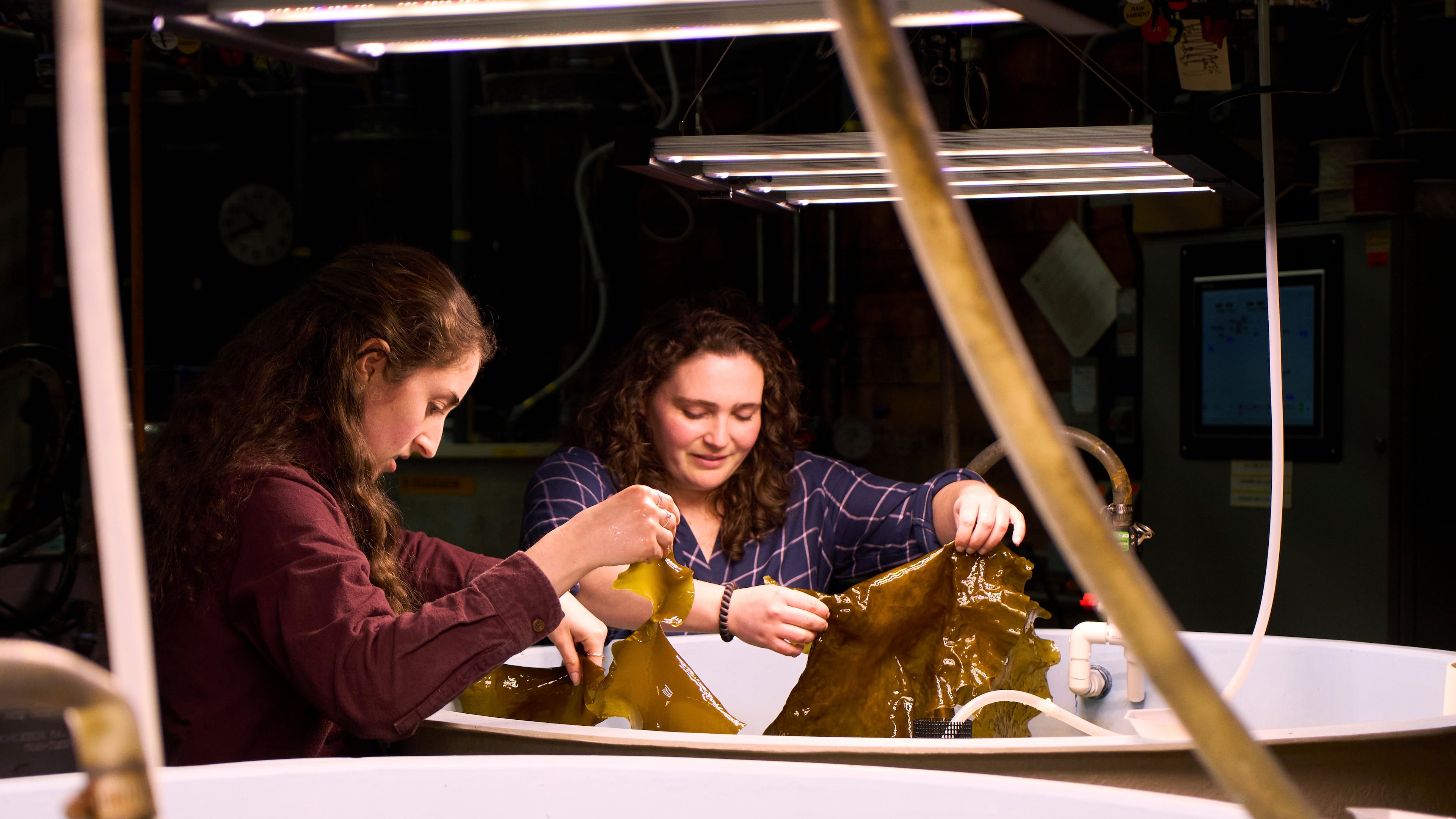 Hadley Kerr, left, and Morgan Anthony hold pieces of tank-grown kelp Friday, March 13, 2026, at the Woods Hole Oceanographic Institution in Woods Hole, Mass. (Ana Georgescu/MIT Graduate Program in Science Writing via AP)