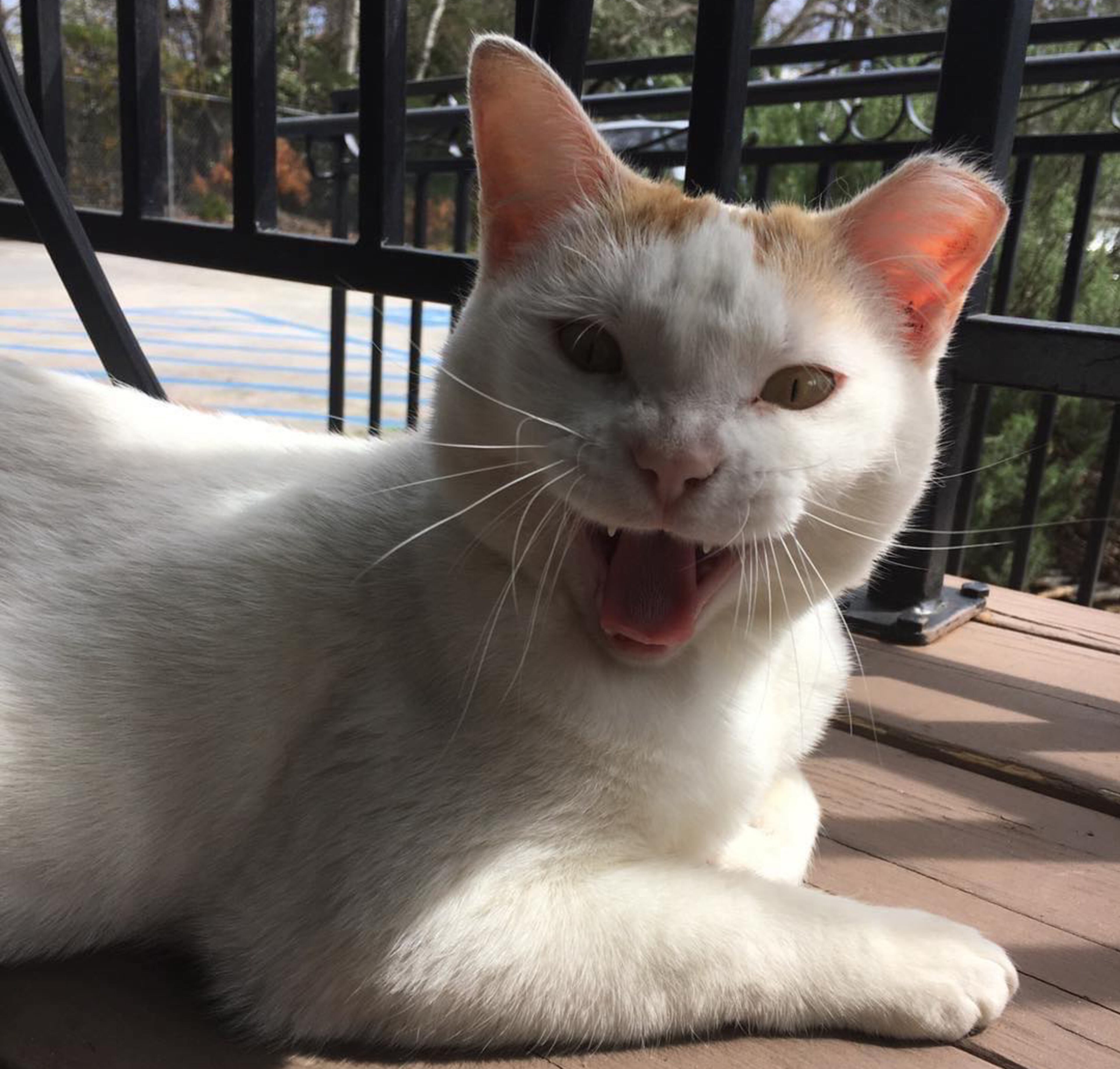 A cat named “Evil Twin” from Woodstock is in the running for the craziest pet name.