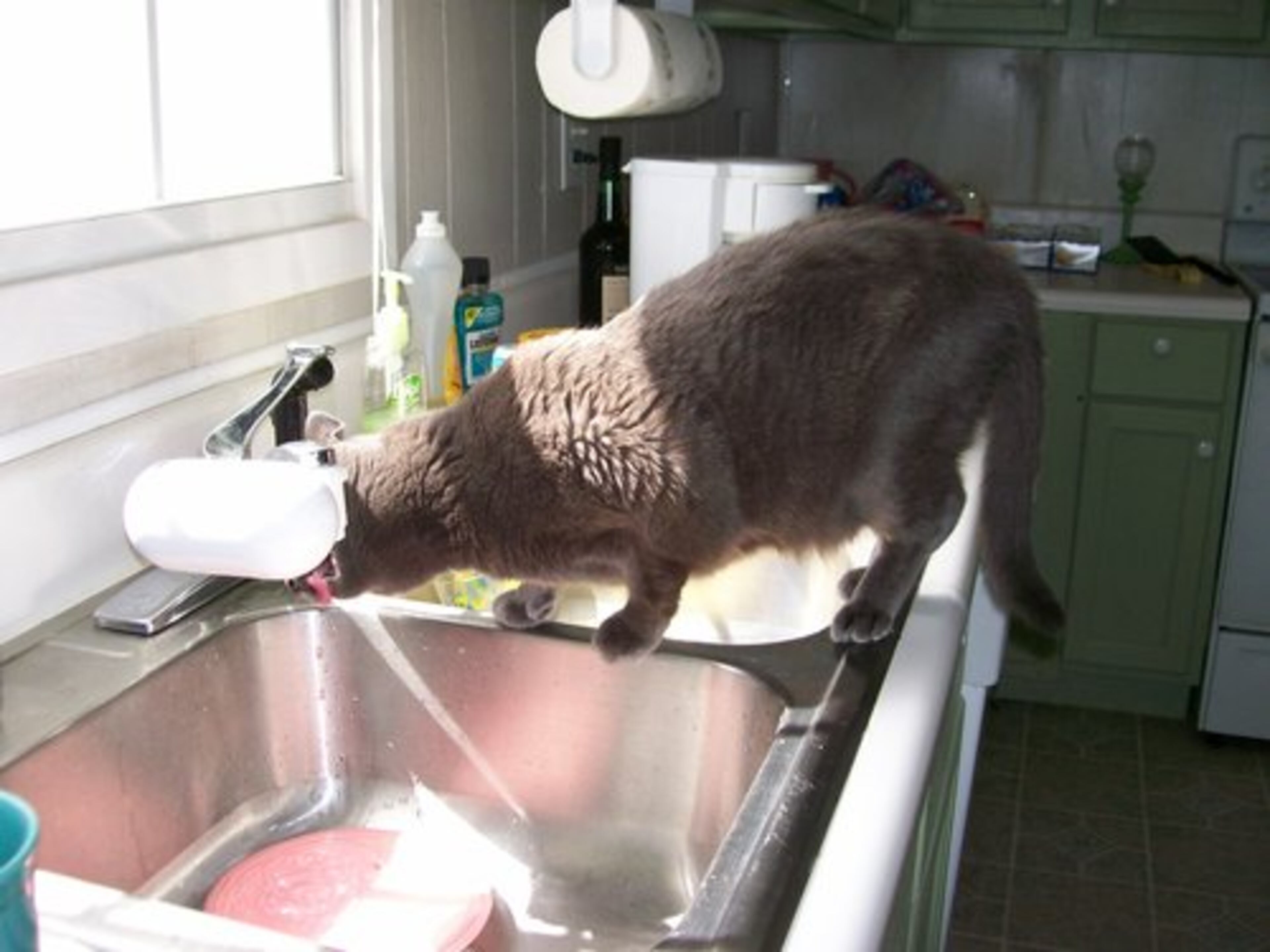 Who needs a water dish when I can drink out of the tap