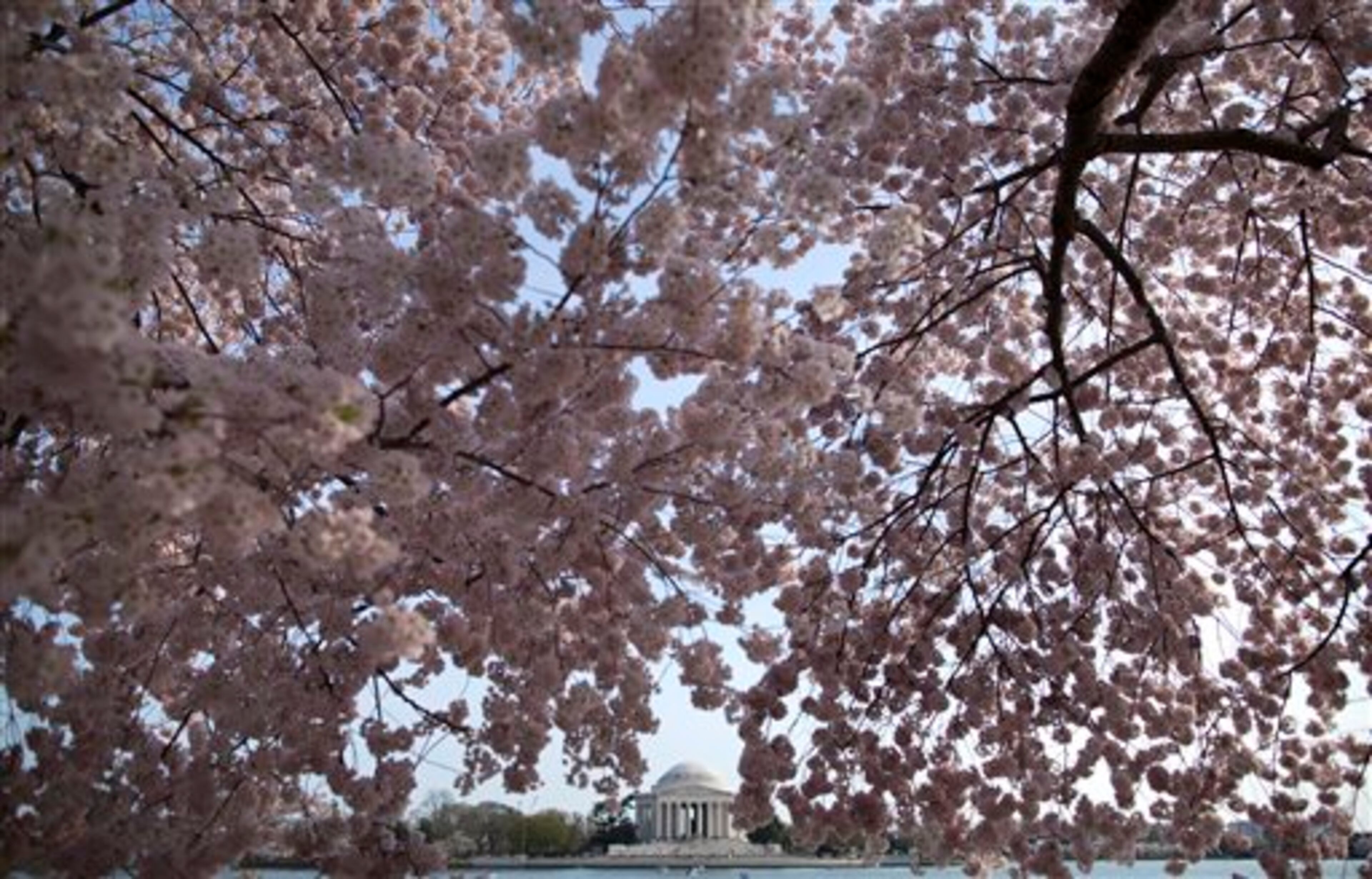 The Jefferson Memorial is framed by cherry blossom trees in full bloom along the Tidal Basin on Wednesday, April 10, 2013, in Washington. (AP Photo/Evan Vucci)