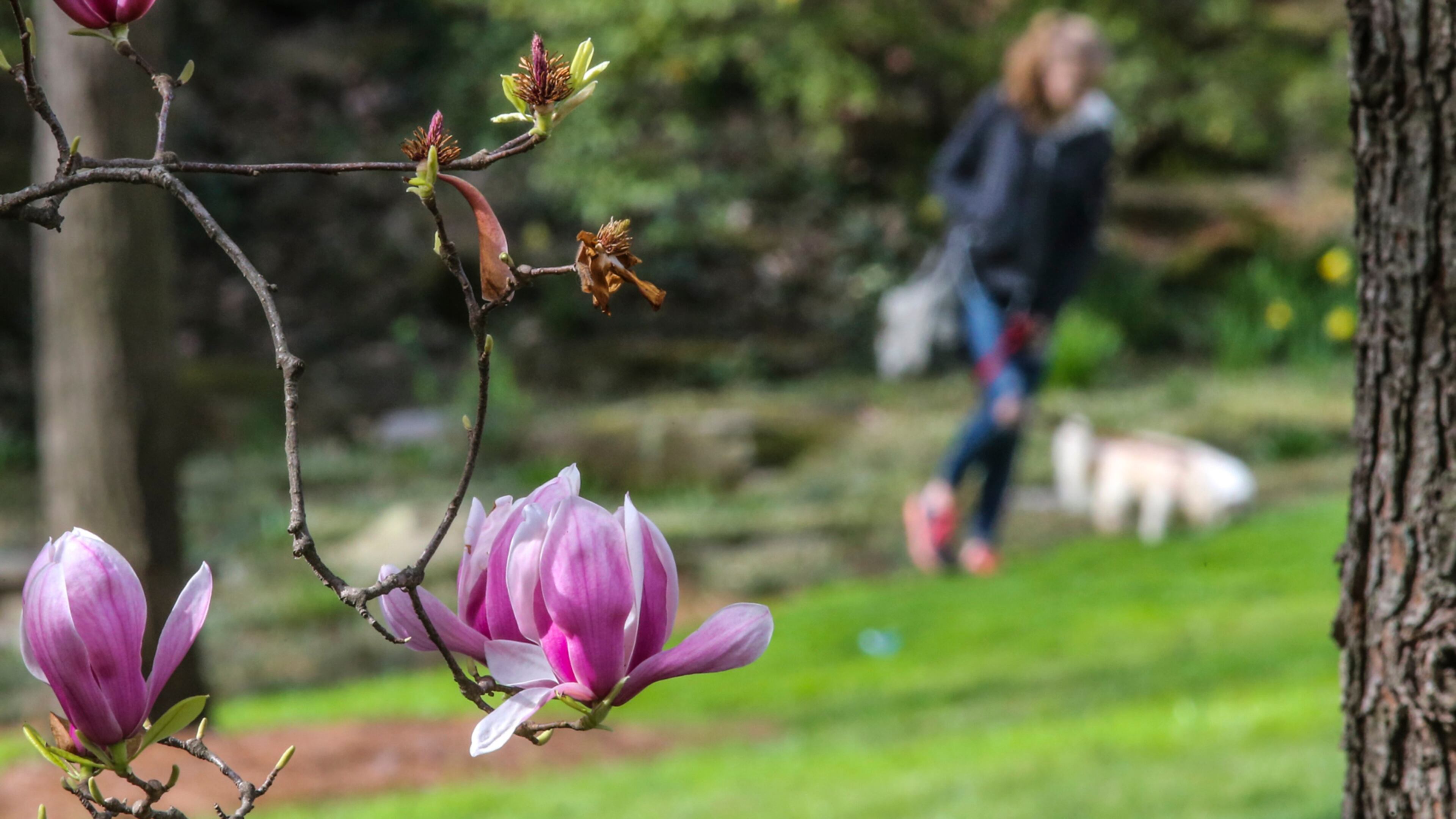 Grady High School sophomore Maddie Brown brought her dog for a walk at Winn Park Feb. 20, 2017. JOHN SPINK / JSPINK@AJC.COM
