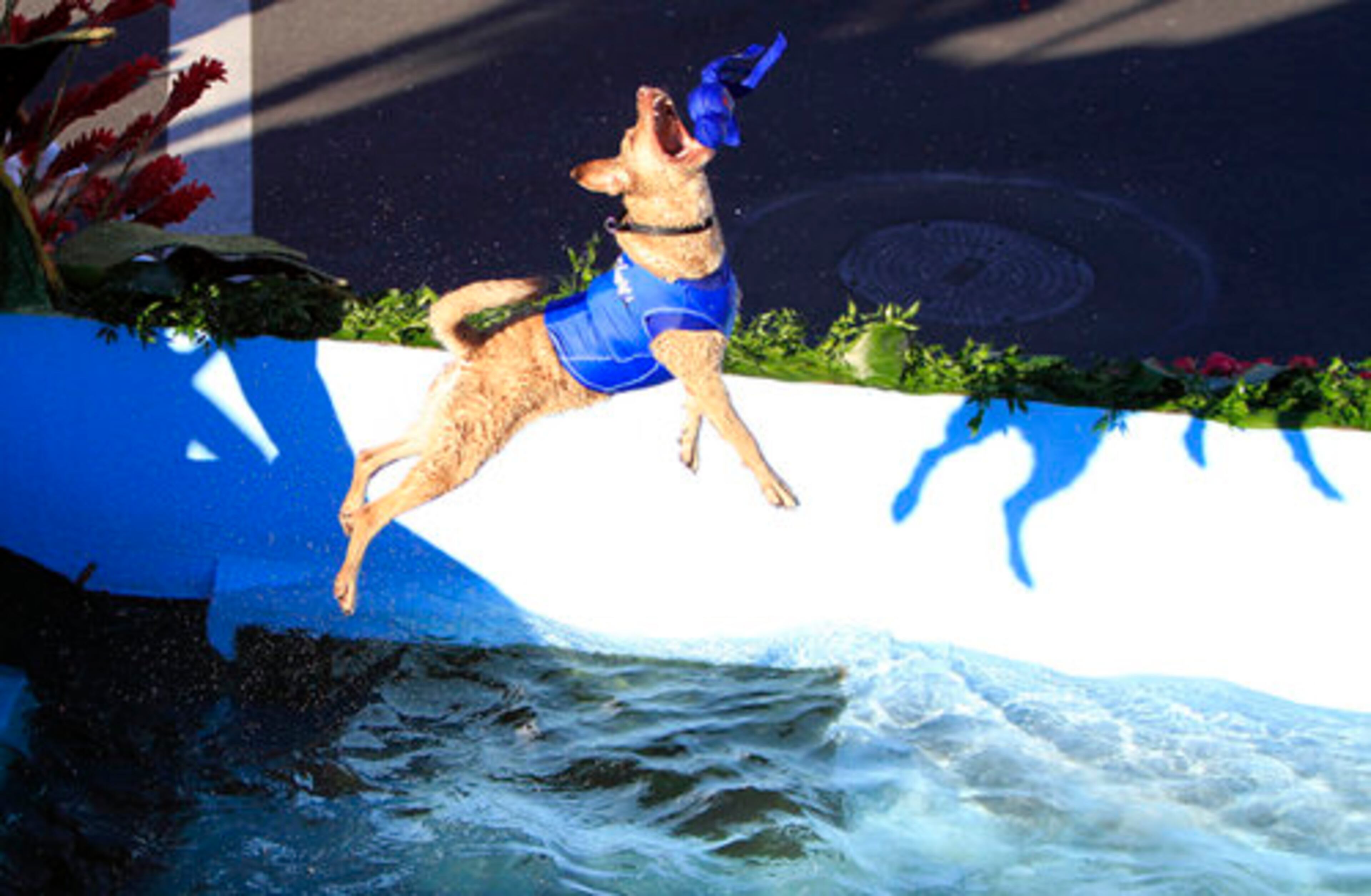 A four-legged crew member aboard the "Friends Having a Splash," reaches for a toy after launching off a platform.