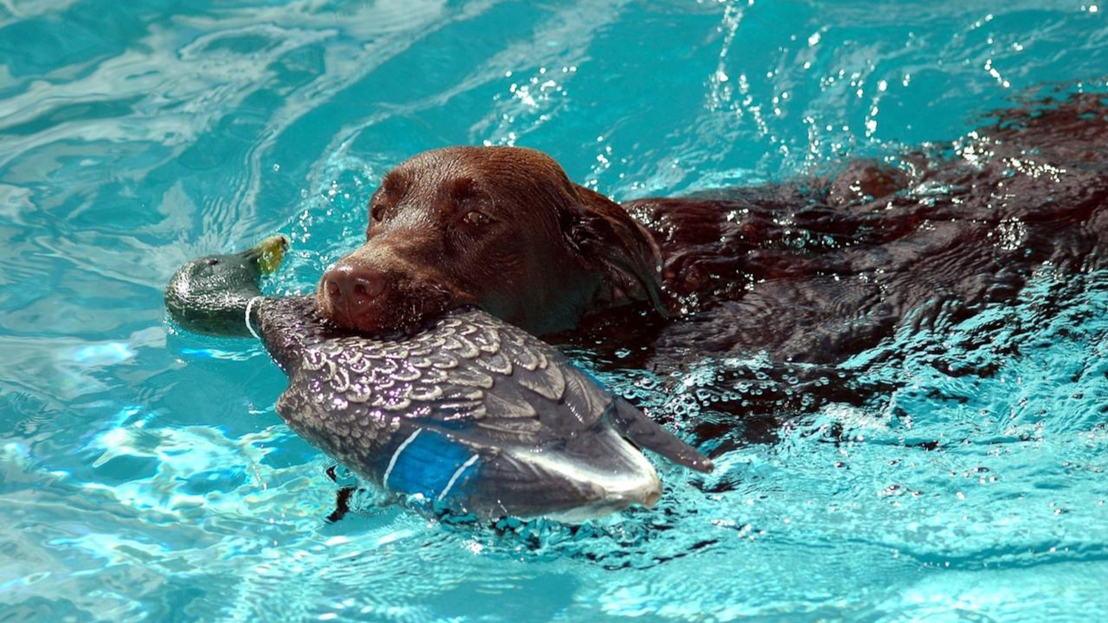 Scientist discovered that chocolate labs are more likely to develop skin and ear diseases, and to die sooner than yellow or black labs. They believes genetics could play a role in the cause.