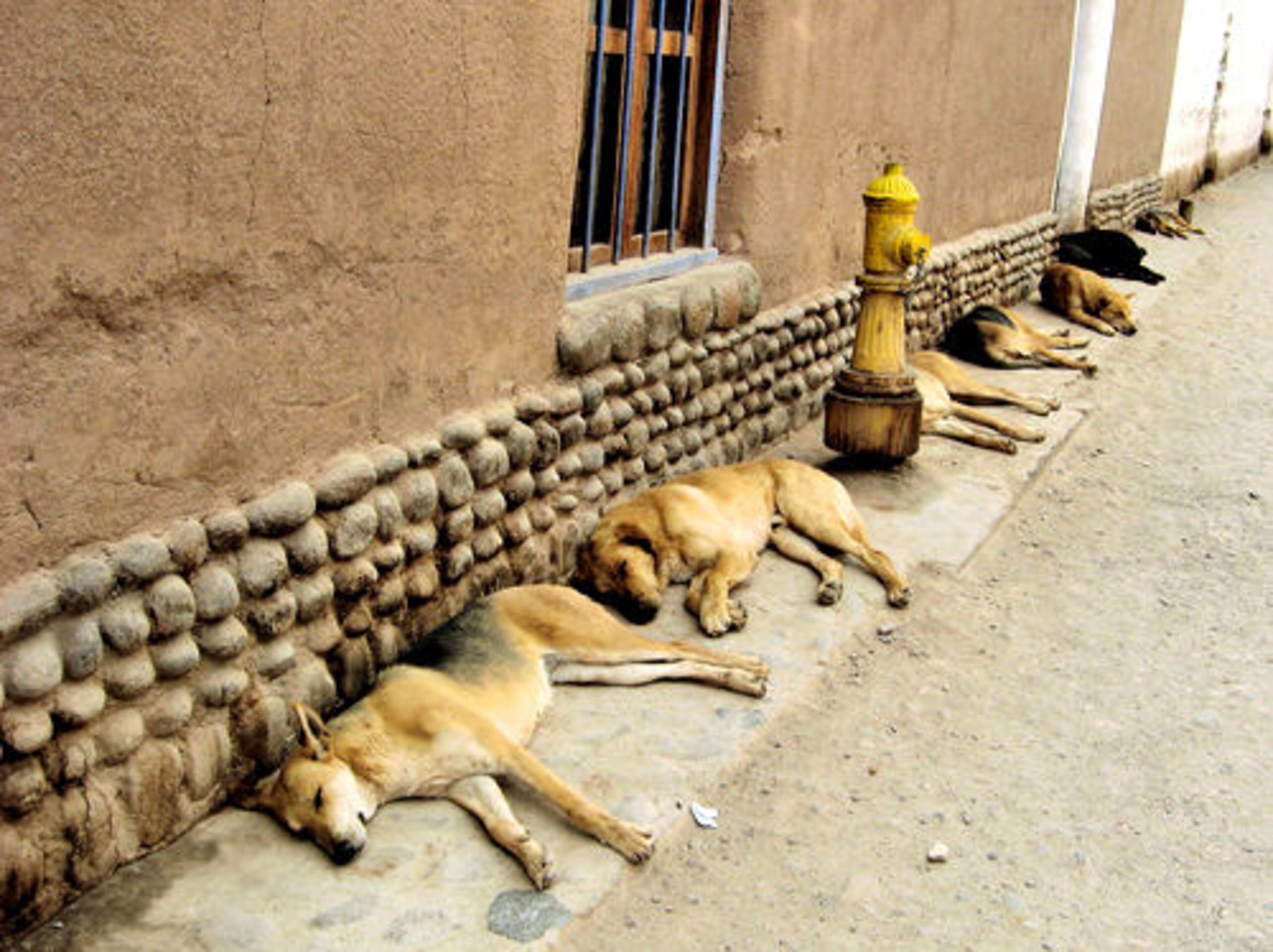 During our trip Chile, we visited San Pedro de Atacama, a desert town in northern Chile. On the way to lunch, I came up to this scene of dogs sleeping on the street. (April 17, 2007.) Judge Adams said: "The vanishing-point perspective is beautifully illustrated in this photo. ..." Judge Todd-Raque said: "Who's the choreographer? This photo is quite humorous and wonderful, and the photographer has a good eye."