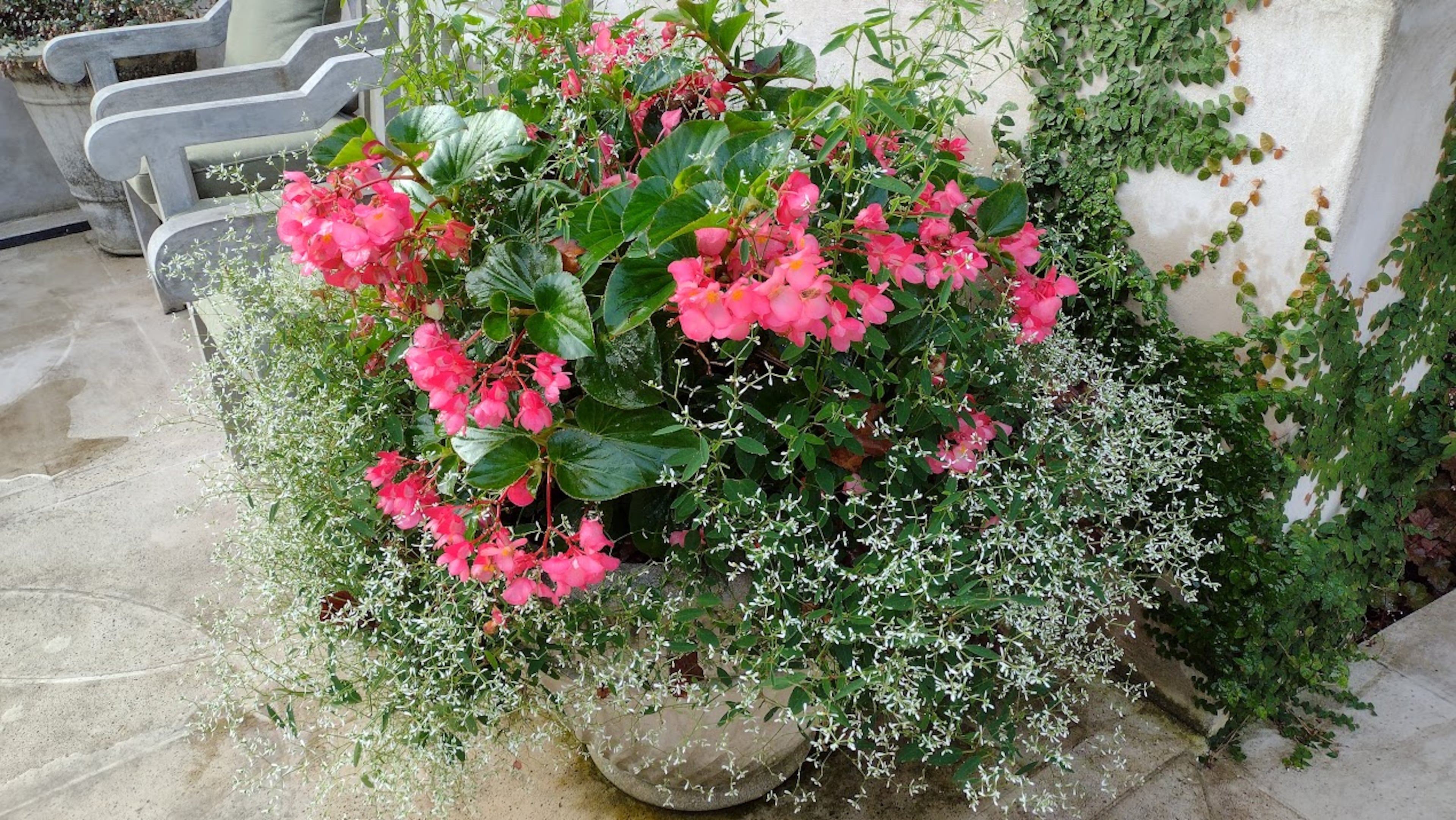 A begonia brings bright, seasonal color to a summer container. (Courtesy of Tiffanny Jones)