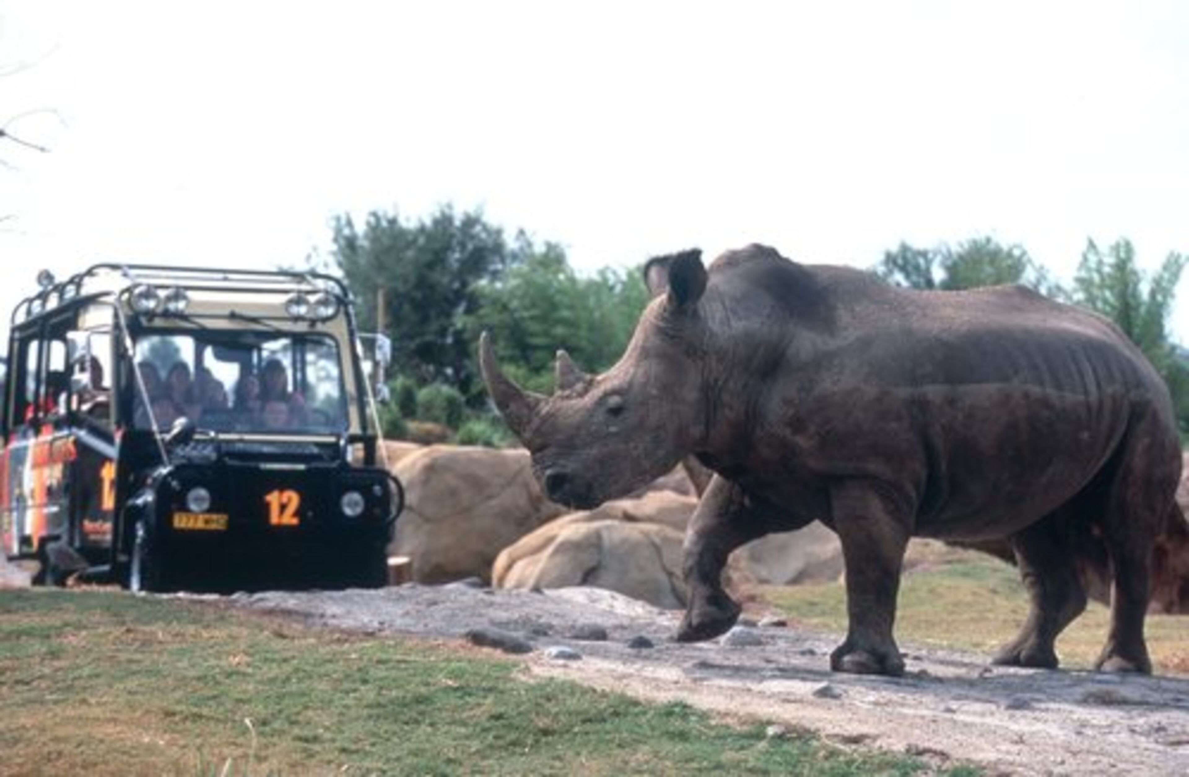 Or climb into specially built Land Rovers for the Wild Animal ride at Busch Gardens, a ride similar to the safari at Disney's Animal Kingdom.