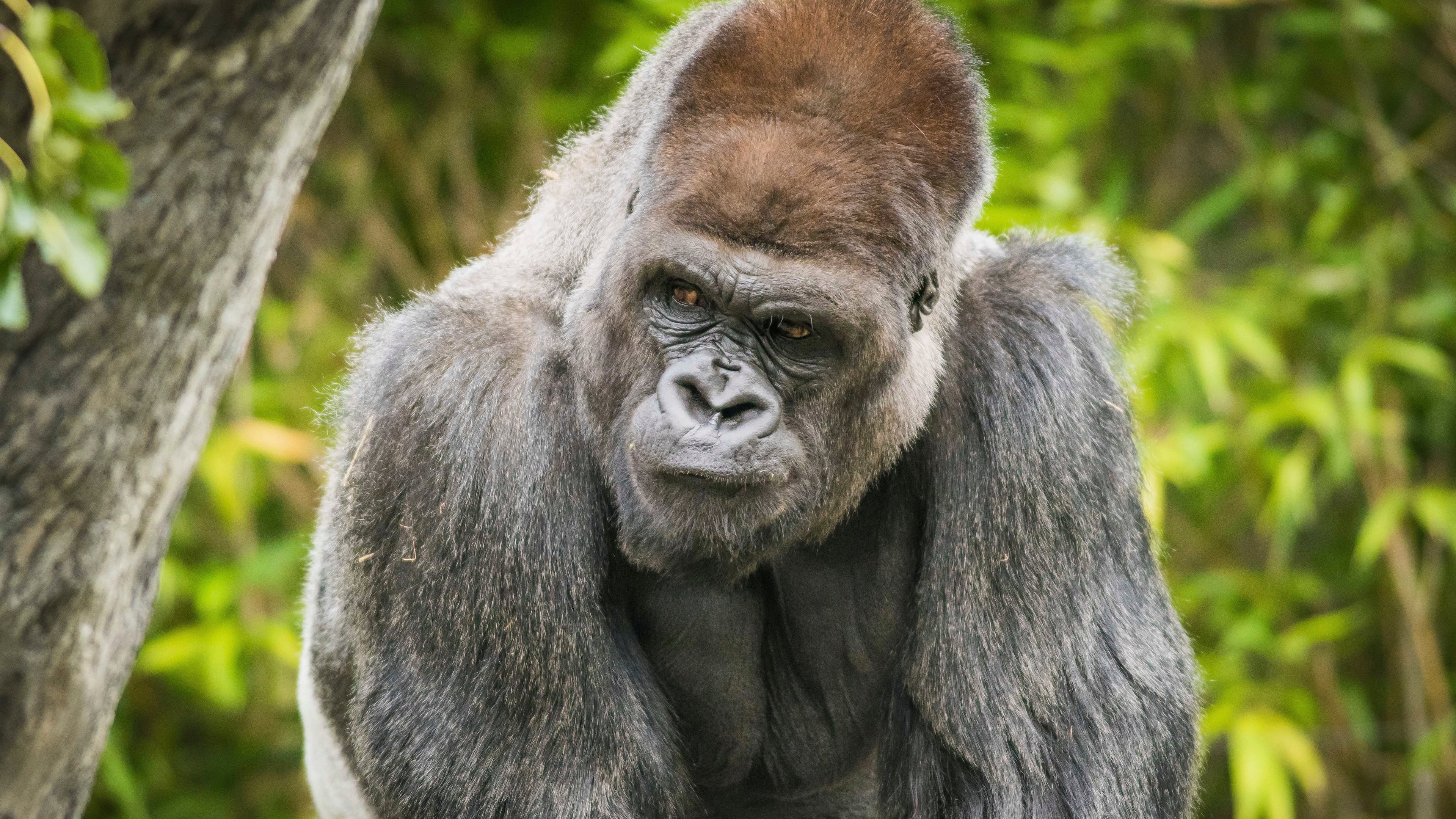 In this Oct. 11, 2016 photo, a western lowland gorilla, Bebac, gets an ultrasound at the Primate, Cat & Aquatics Building at Cleveland Metroparks Zoo, in Cleveland. Zoo officials in Cleveland say one of its two western lowland gorillas has died Friday, Jan. 6, 2017. The Cleveland Metroparks Zoo announced the death of 32-year-old Bebac on its Facebook page. (Kyle Lanzer/Cleveland Metroparks via AP)