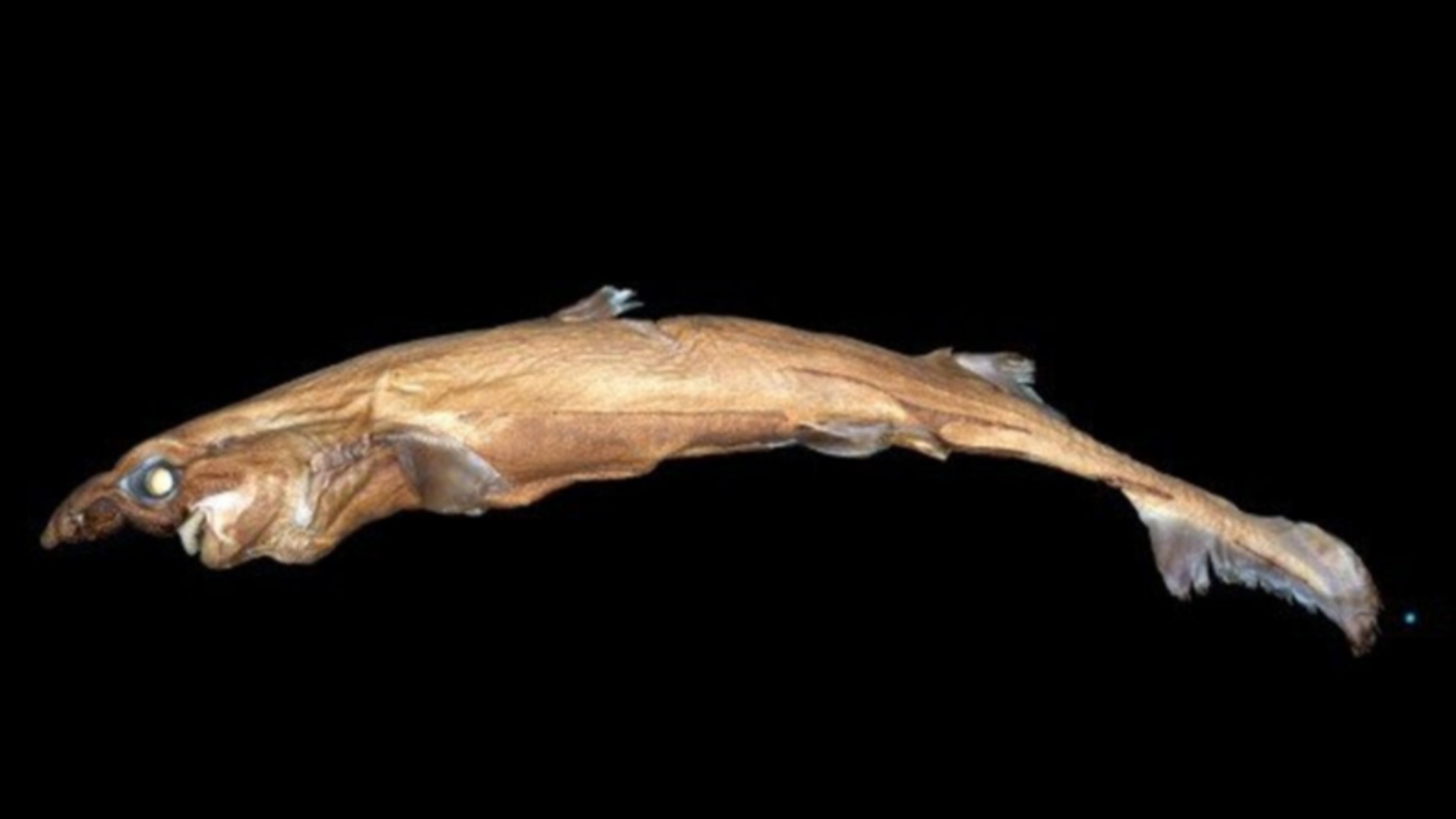 A new species of shark, part of the Lanternshark family, was discovered 1,000 feet deep in the Pacific Ocean off the coast of the Northwestern Hawaiian Islands. The unusual looking fish with a tiny body and big snout glows in the dark.