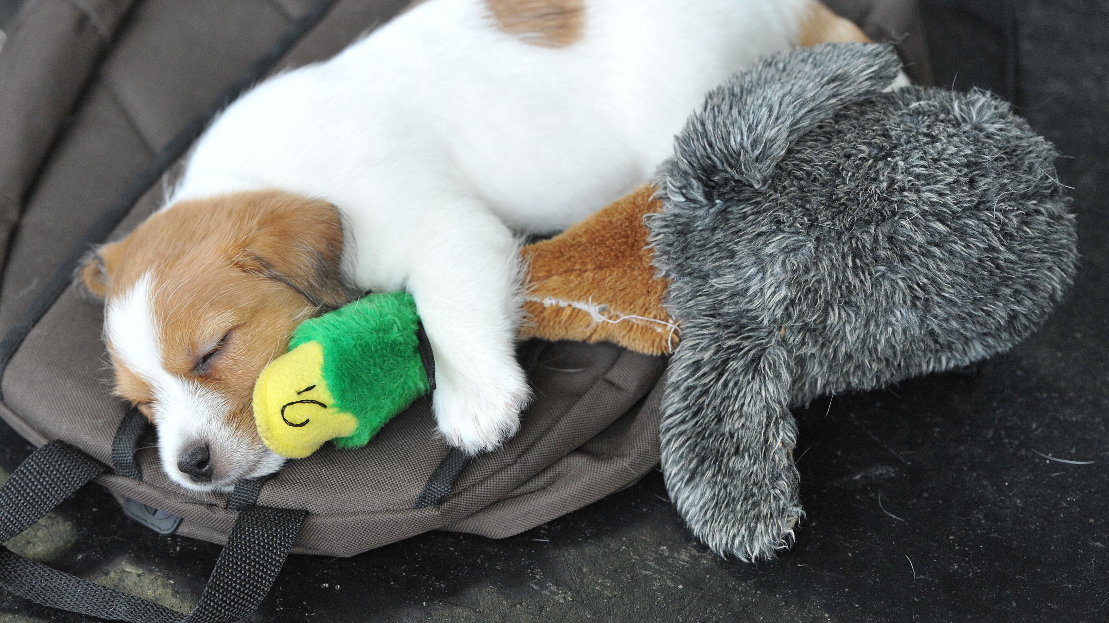 FILE - A little Jack Russell Terrier sleeps with a plush toy during the world dog show in Salzburg, Austria, on Friday, May 18, 2012. More than 30.000 dogs are expected to take part at the exhibition in Salzburg. (AP Photo/Kerstin Joensson, File)