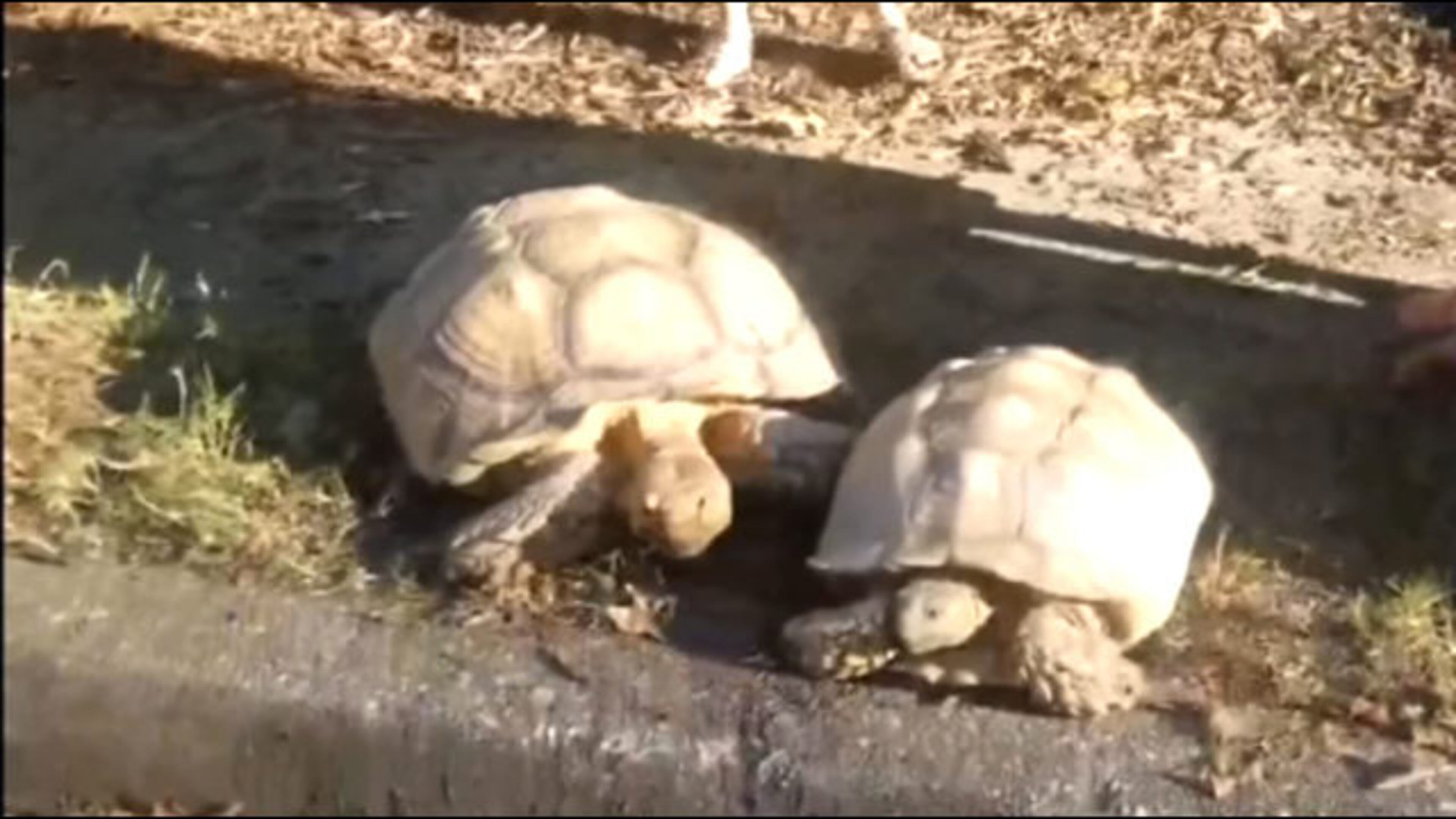 Pair of runaway tortoises stun neighbors in a Buford neighborhood